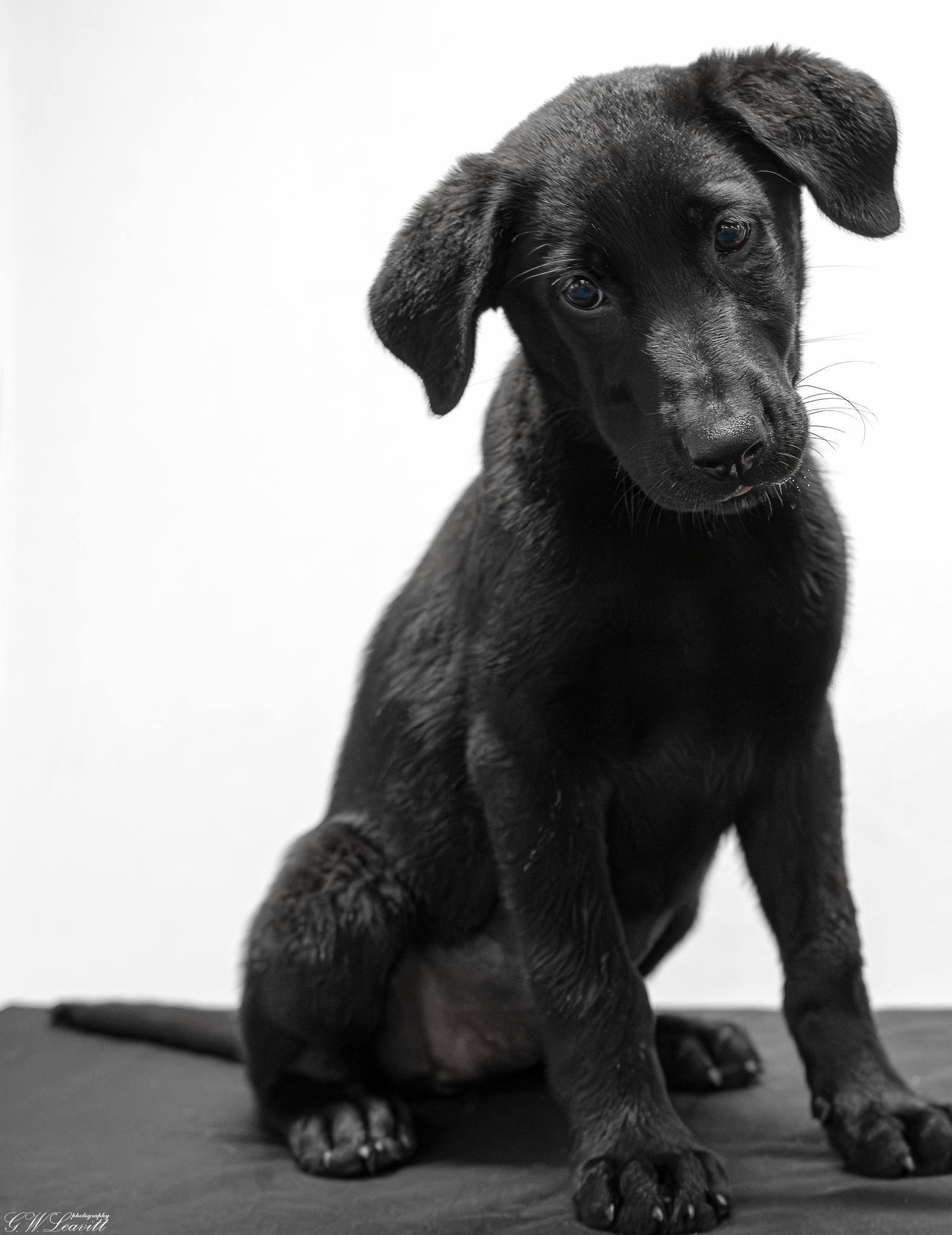 Nola, an adopted mixed breed in Argyle, NY image 2/2