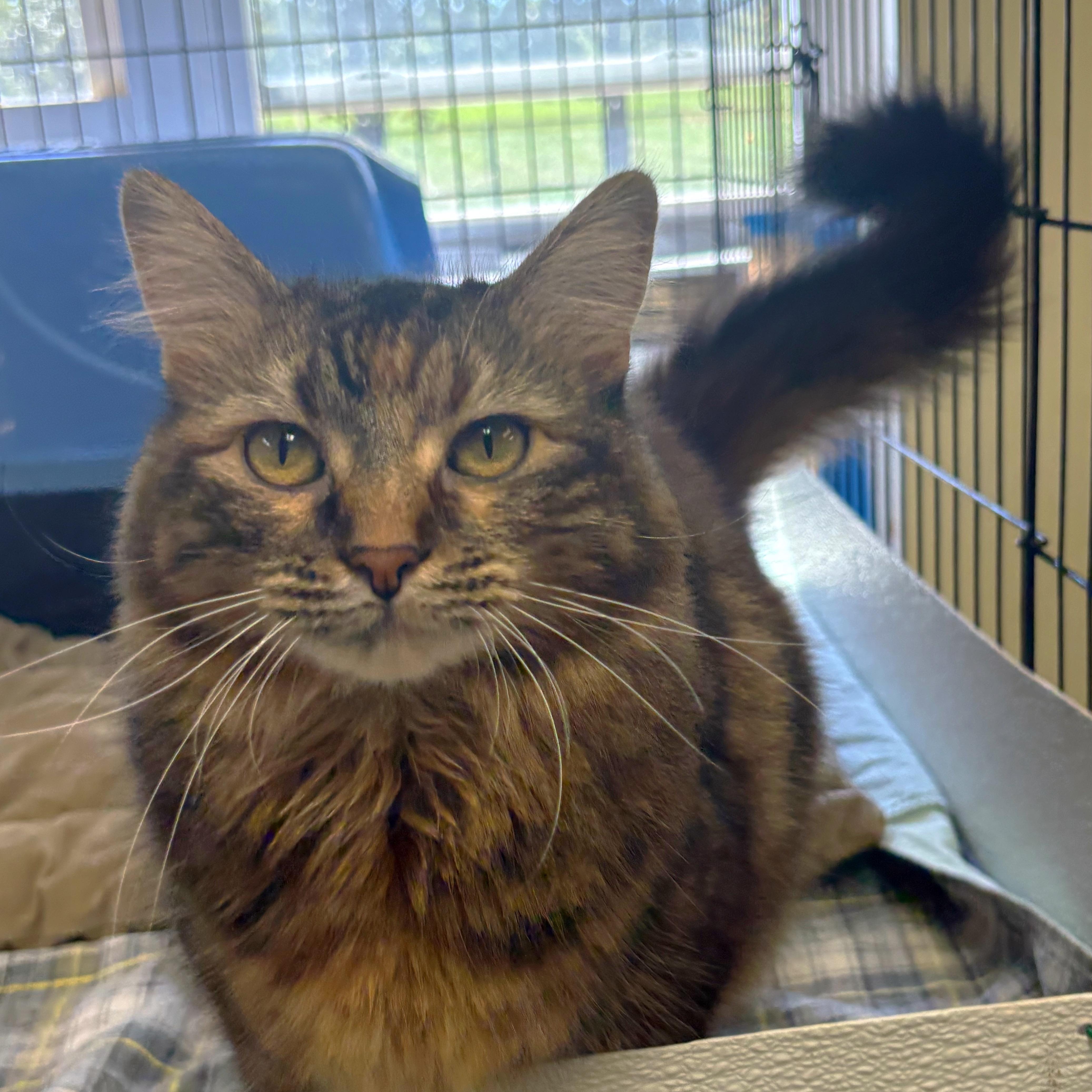 Poppy, Adoptable, Adult Female Domestic Long Hair.