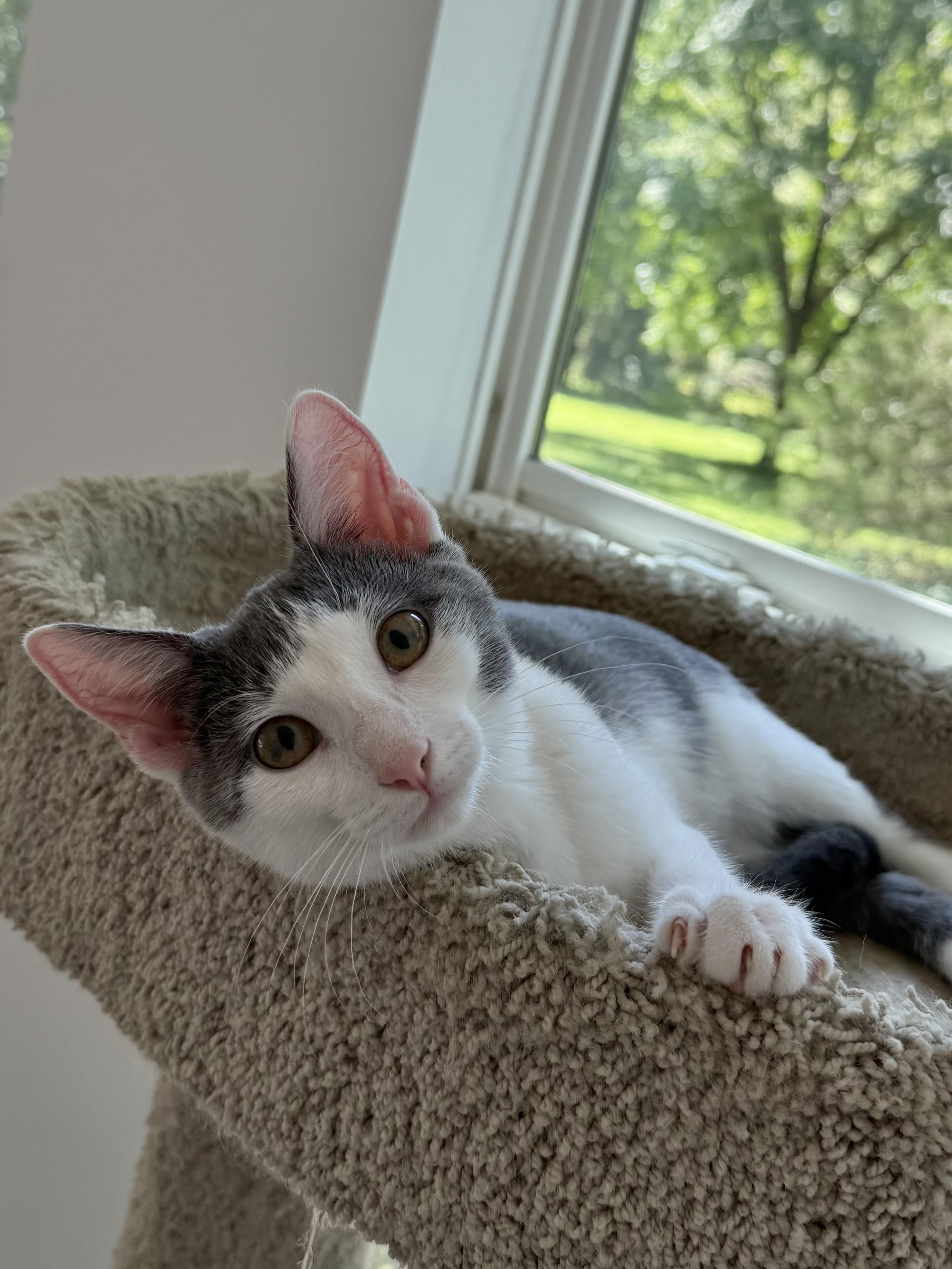 Enlarge Petal, a Adoption Pending Domestic Short Hair in Murphysboro, IL image 4/4