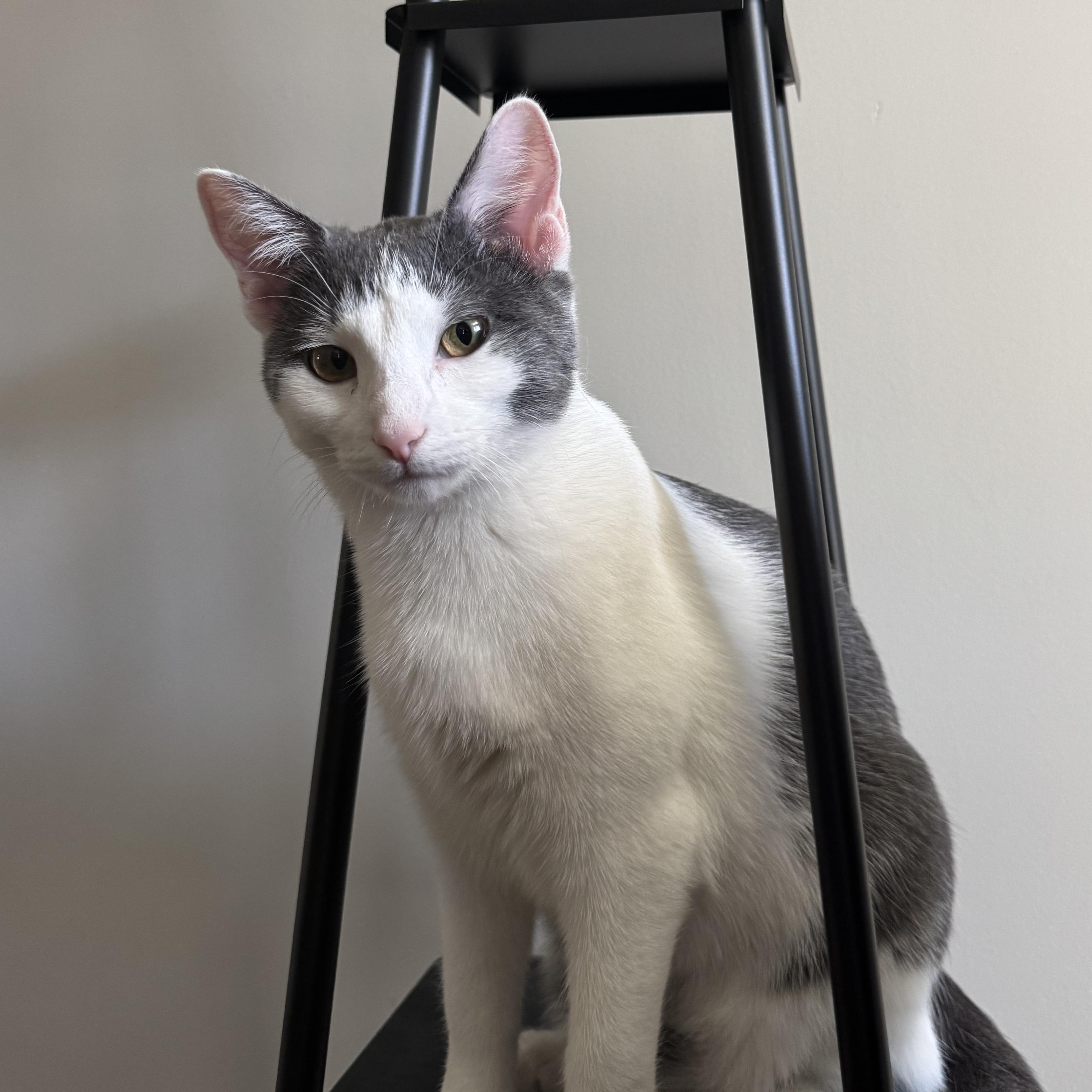 Enlarge Petal, a Adoption Pending Domestic Short Hair in Murphysboro, IL image 2/4