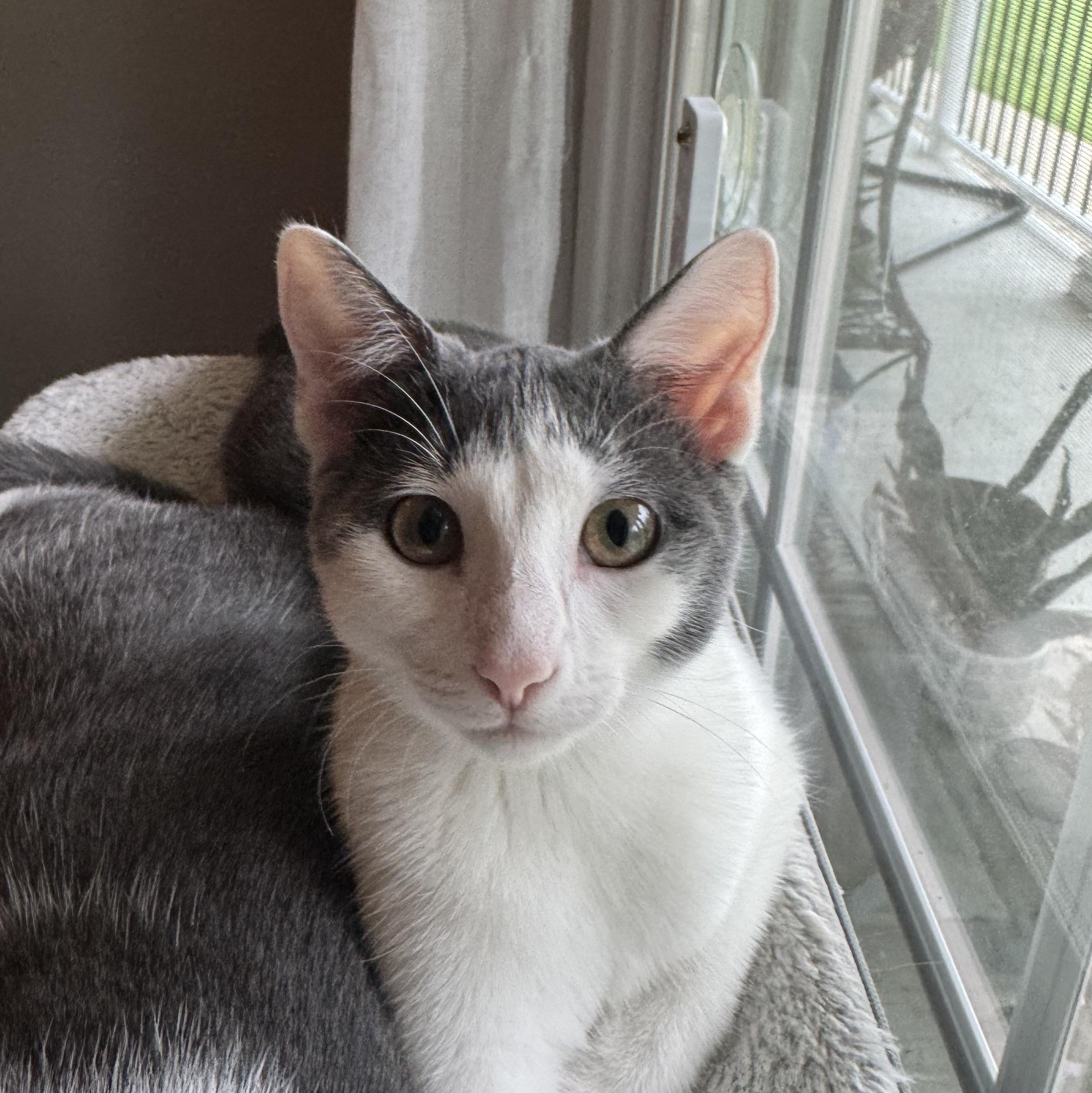 Petal, Adoptable, Young Female Domestic Short Hair.