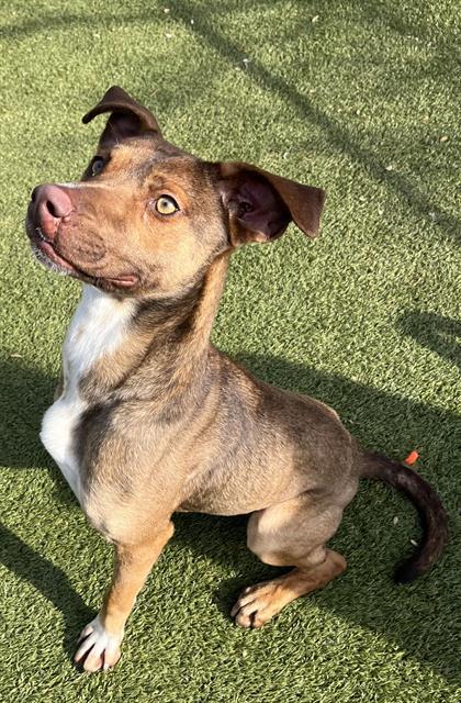 Enlarge WYATT, a Adoptable Hound in Newton, NC image 1/1