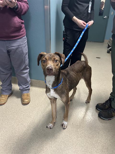 WYATT, Adoptable, Young Male Labrador Retriever.