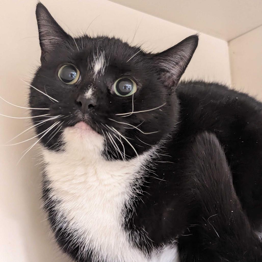 Mini Muffin, Adoptable, Adult Female Domestic Short Hair.