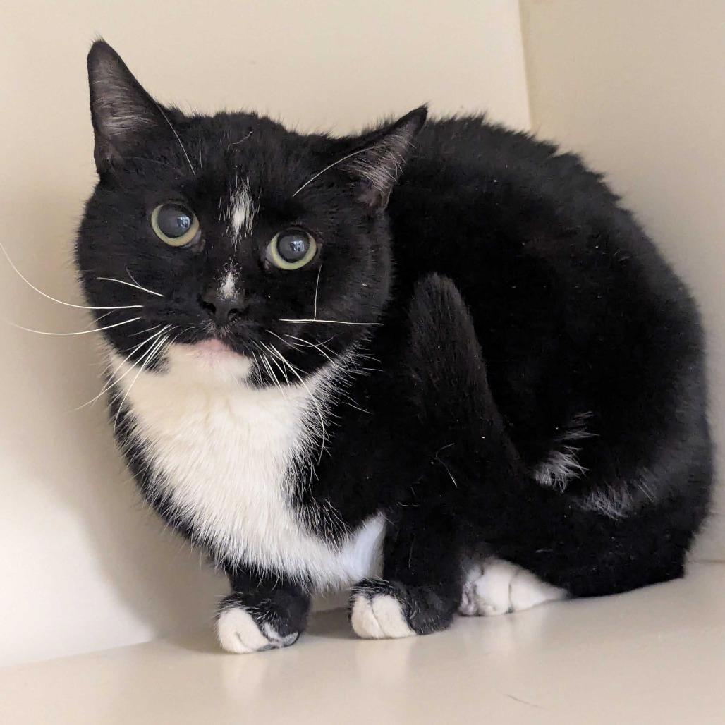 Mini Muffin, a Adoptable Domestic Short Hair in Dayton, OH image 2/3