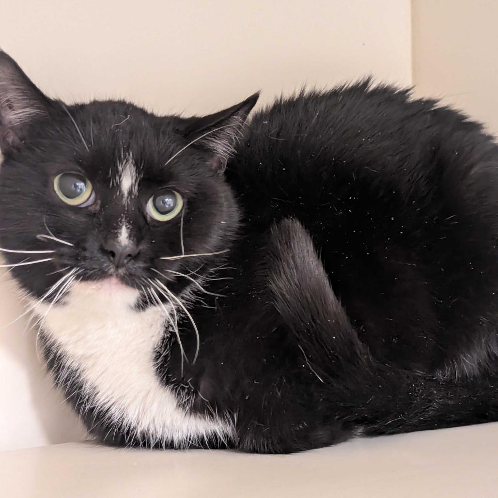 Mini Muffin, a Adoptable Domestic Short Hair in Dayton, OH image 3/3