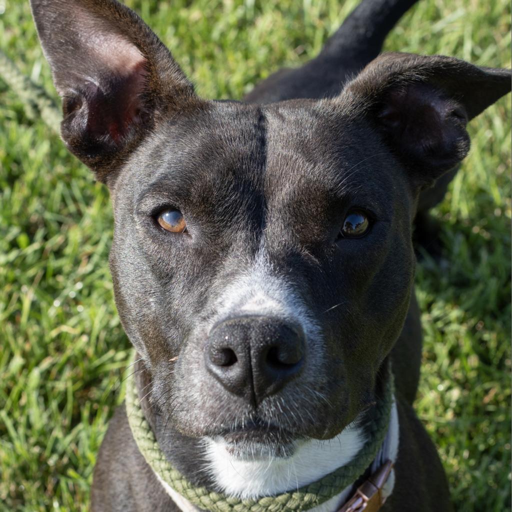 Autumn, Adoptable, Adult Female Pit Bull Terrier & Mixed Breed.