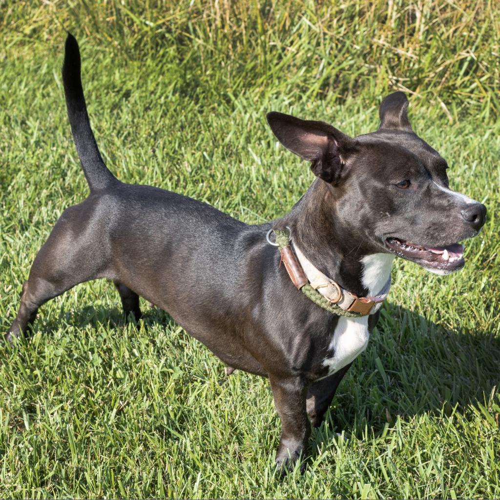 Enlarge Autumn, a Adoptable mixed breed in Los Angeles, CA image 2/6