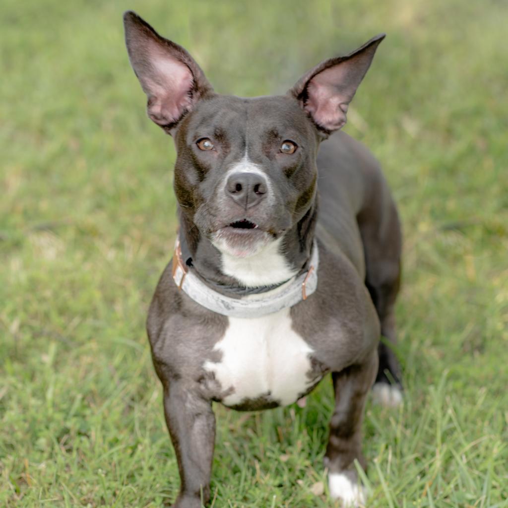 Enlarge Autumn, a Adoptable mixed breed in Los Angeles, CA image 3/6