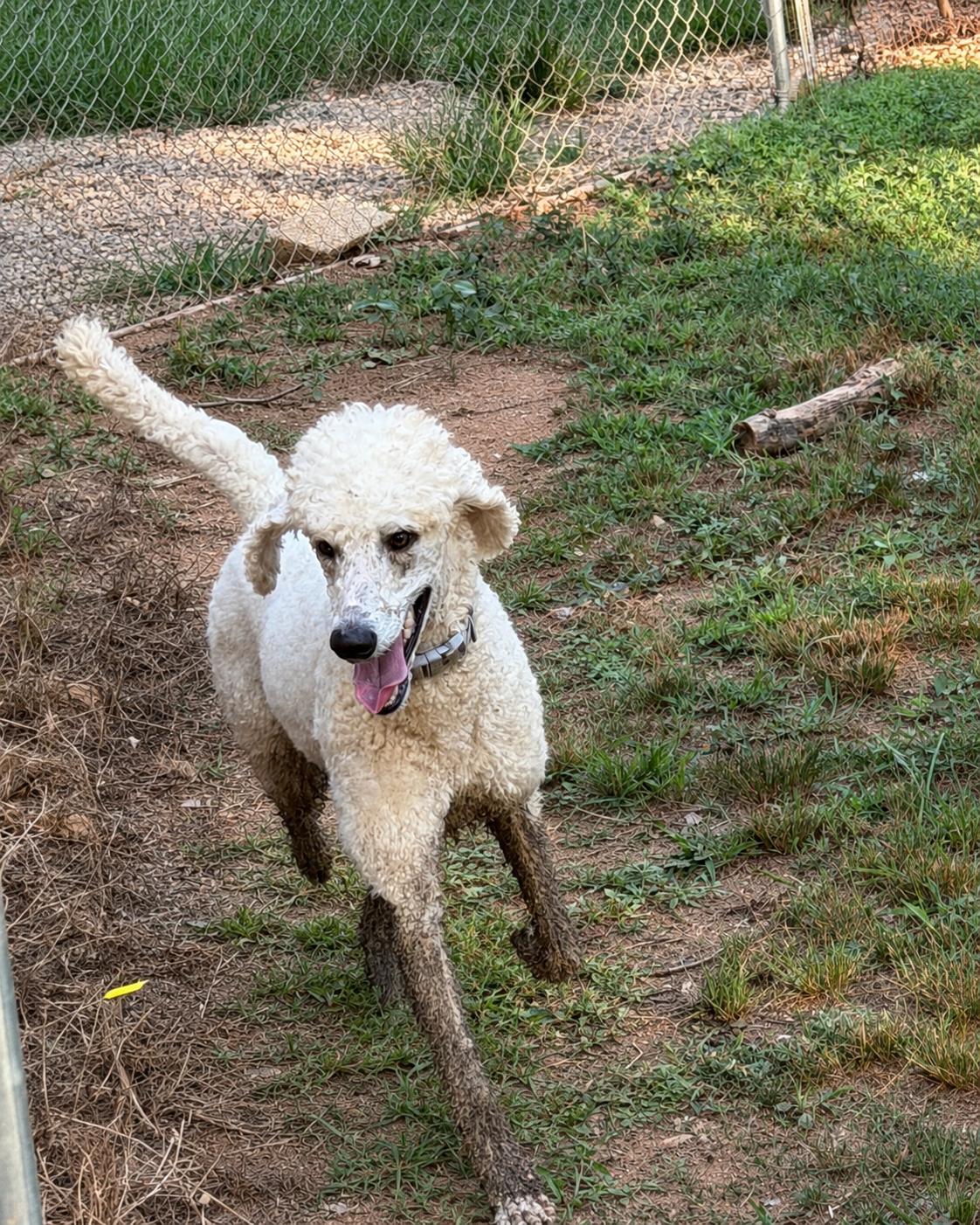 Enlarge Buffy Neal - May 26, a Adoptable Standard Poodle in Pacolet, SC image 1/3