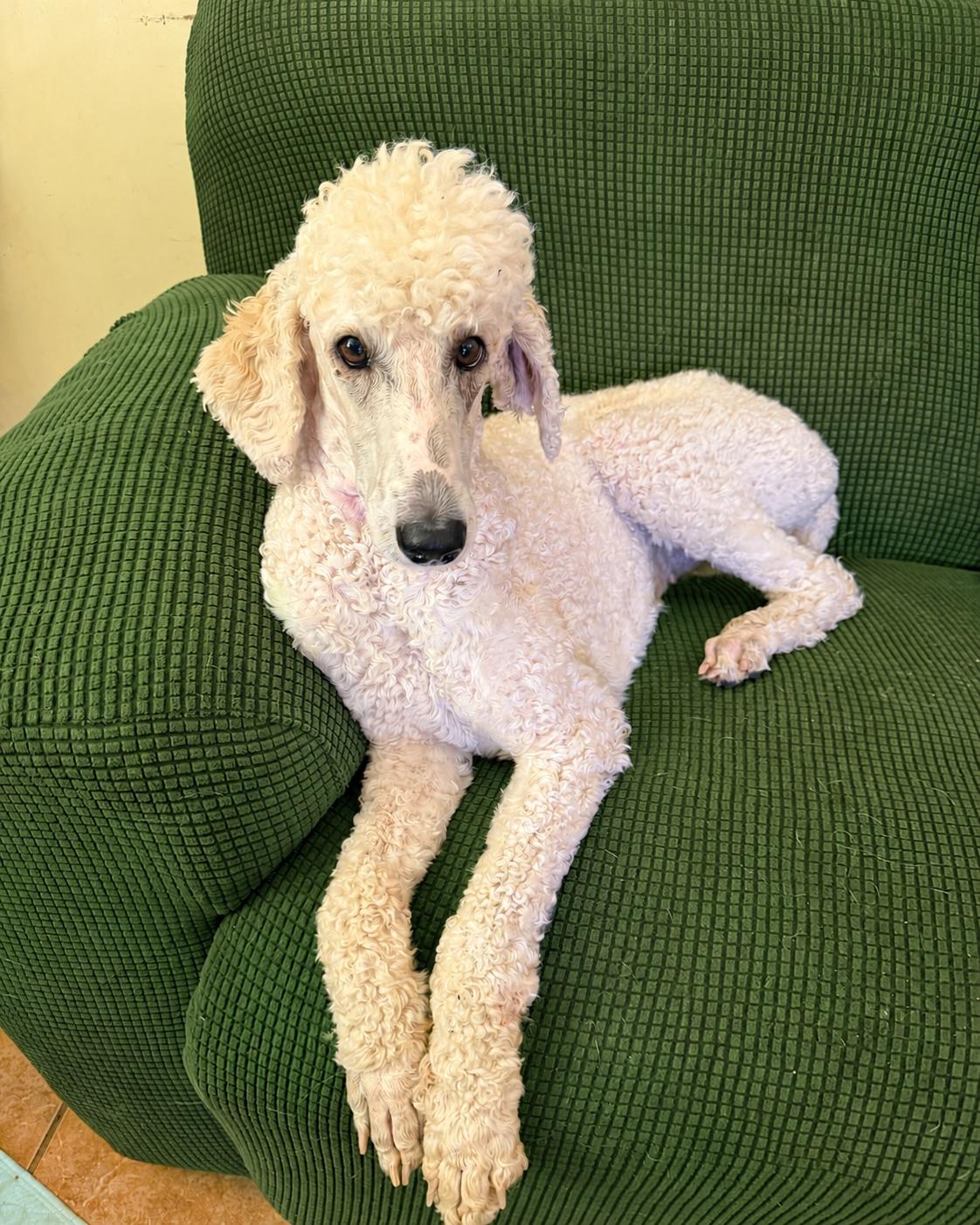 Enlarge Buffy Neal - May 26, a Adoptable Standard Poodle in Pacolet, SC image 2/3