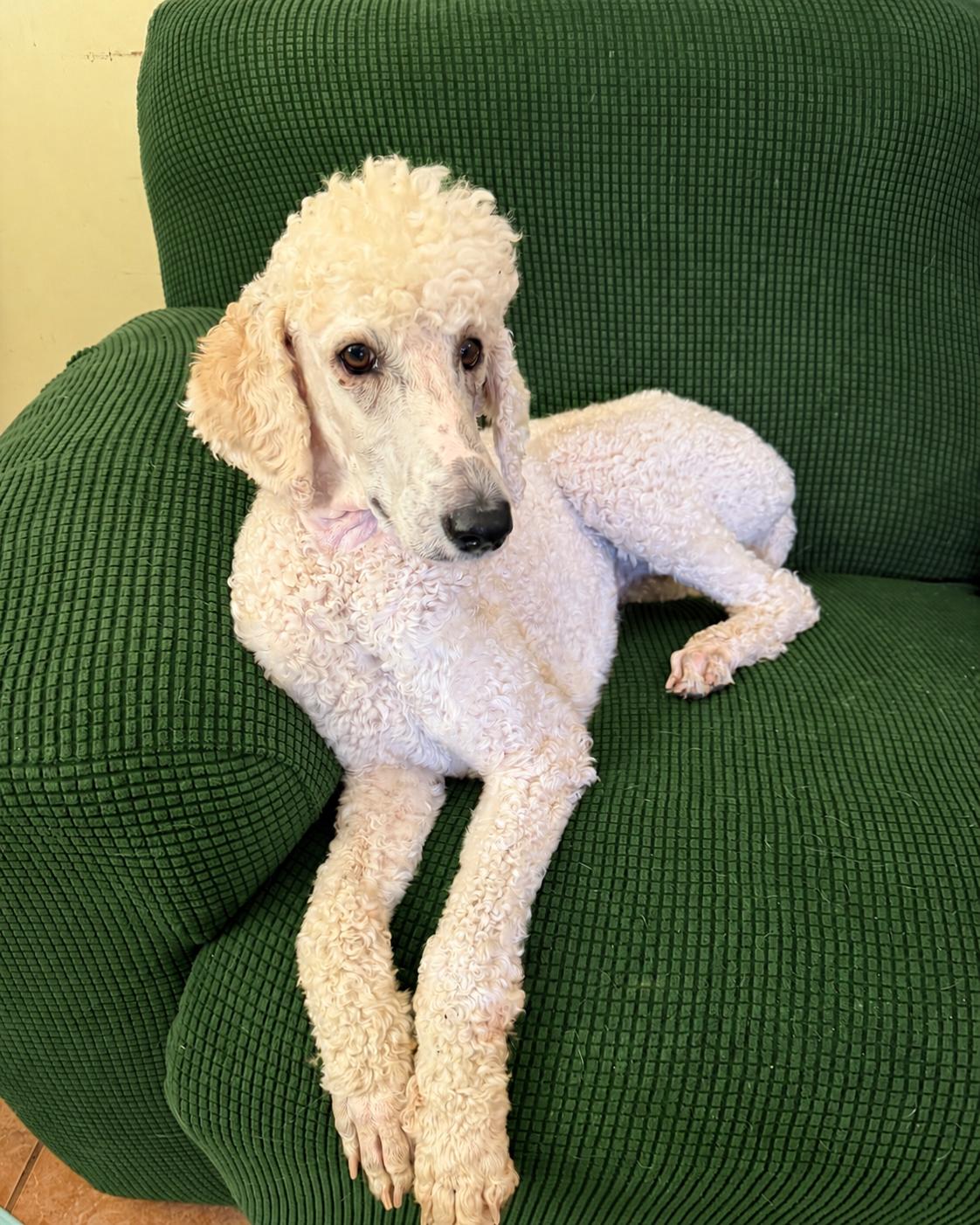 Enlarge Buffy Neal - May 26, a Adoptable Standard Poodle in Pacolet, SC image 3/3