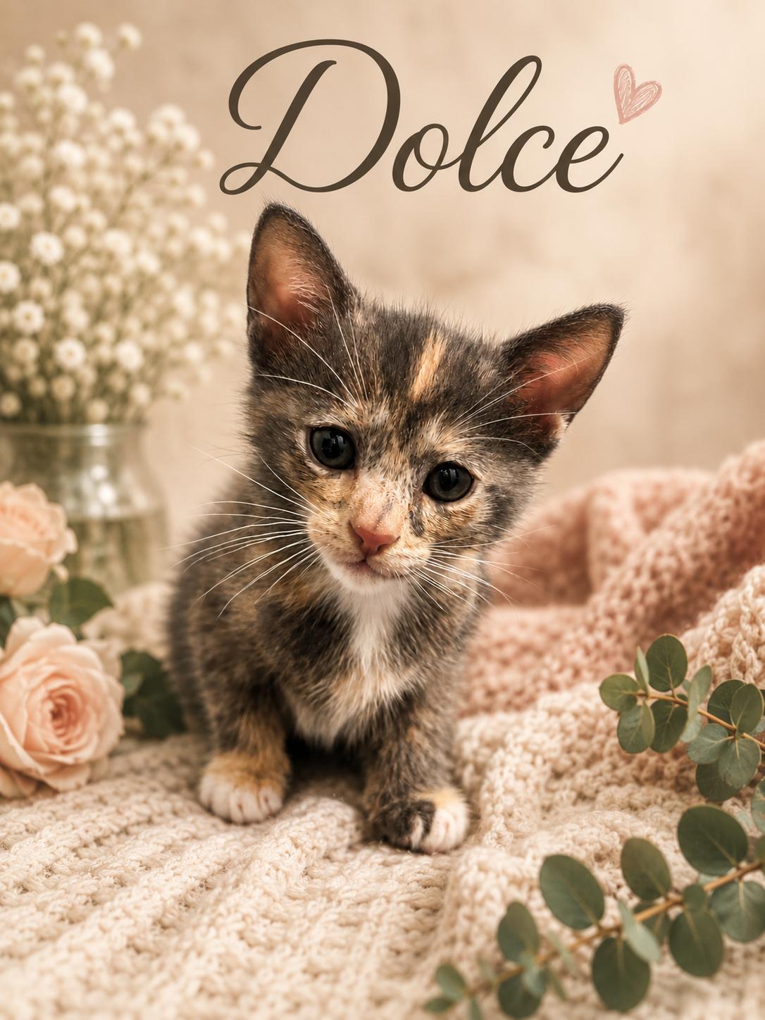 Enlarge Dolce, a Adoptable Dilute Tortoiseshell in Dickinson, TX image 1/1