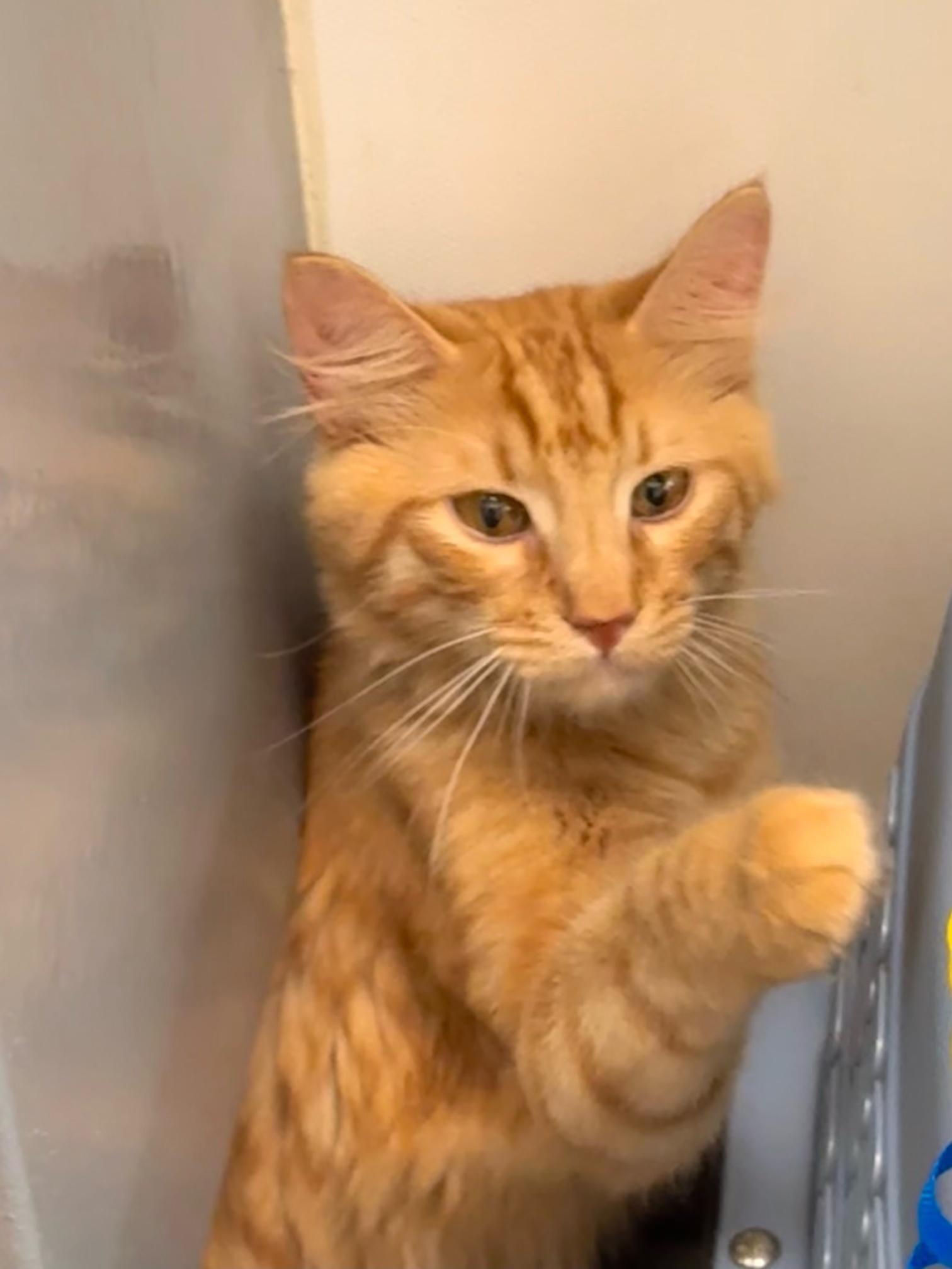 Blaze, Adopted, Kitten Male Domestic Long Hair.