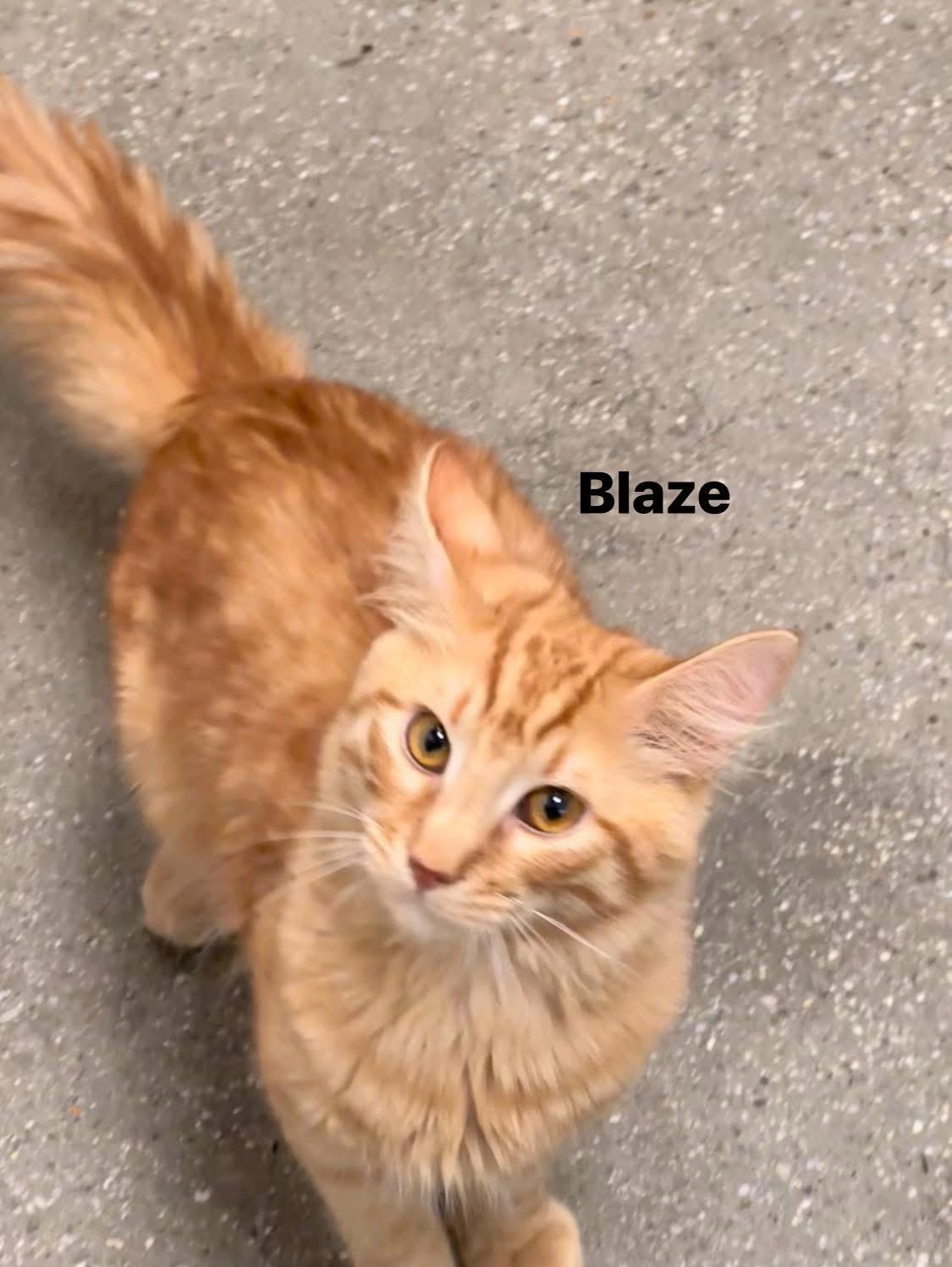 Enlarge Blaze, a Adopted Domestic Long Hair in staten island, NY image 2/3