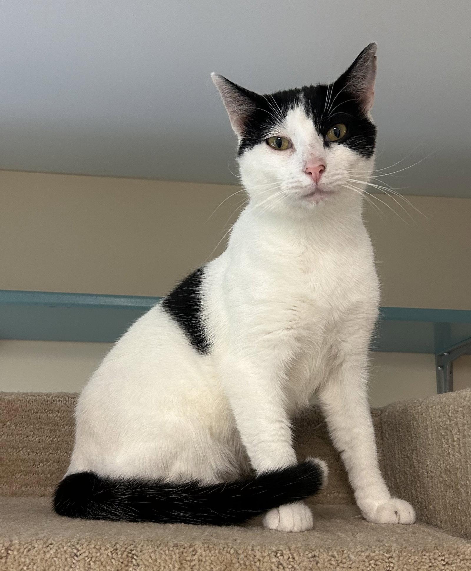 Jax, Adoptable, Adult Male Domestic Short Hair.