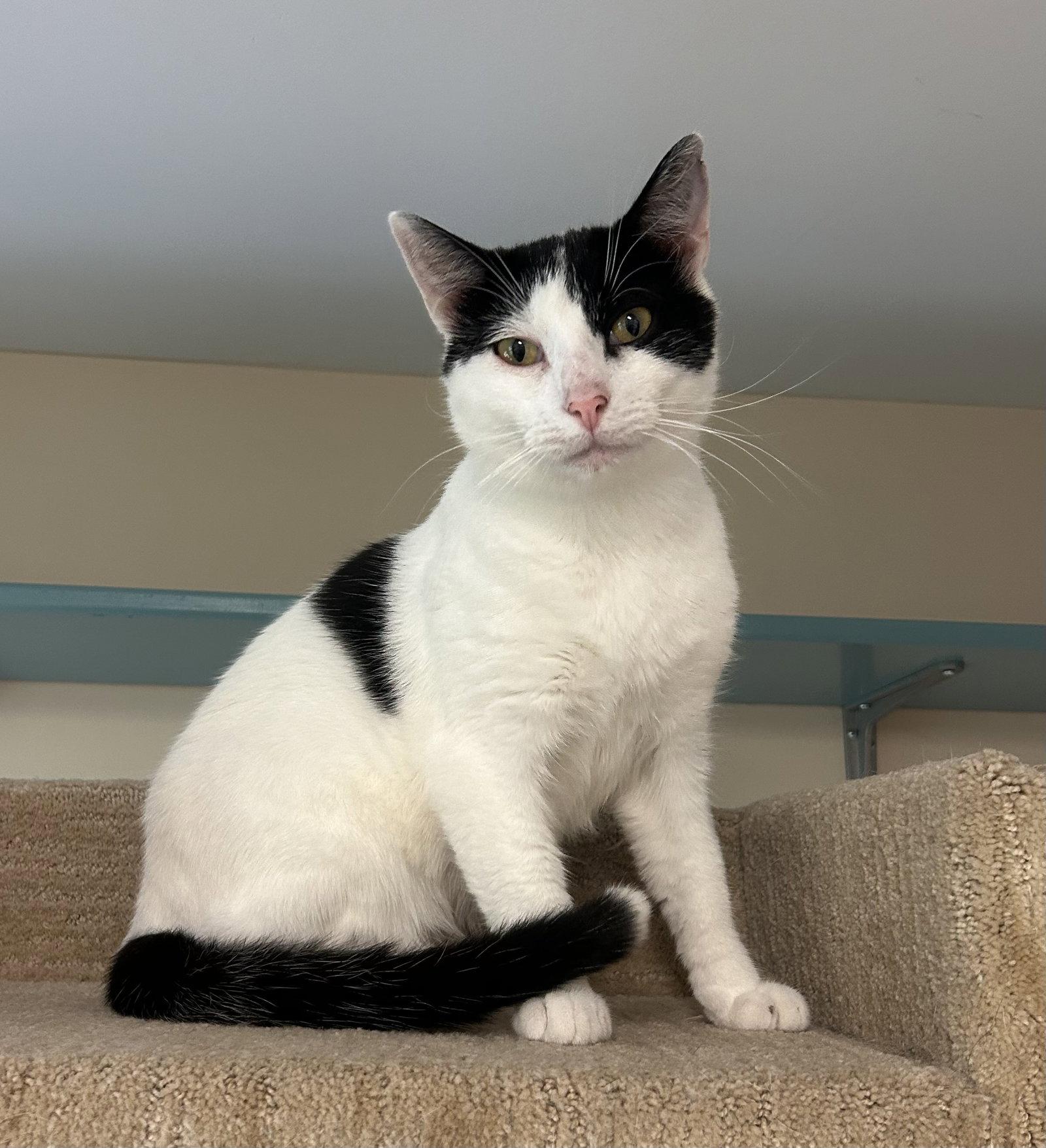 Enlarge Jax, a Adoptable Domestic Short Hair in Arlington, VT image 2/3