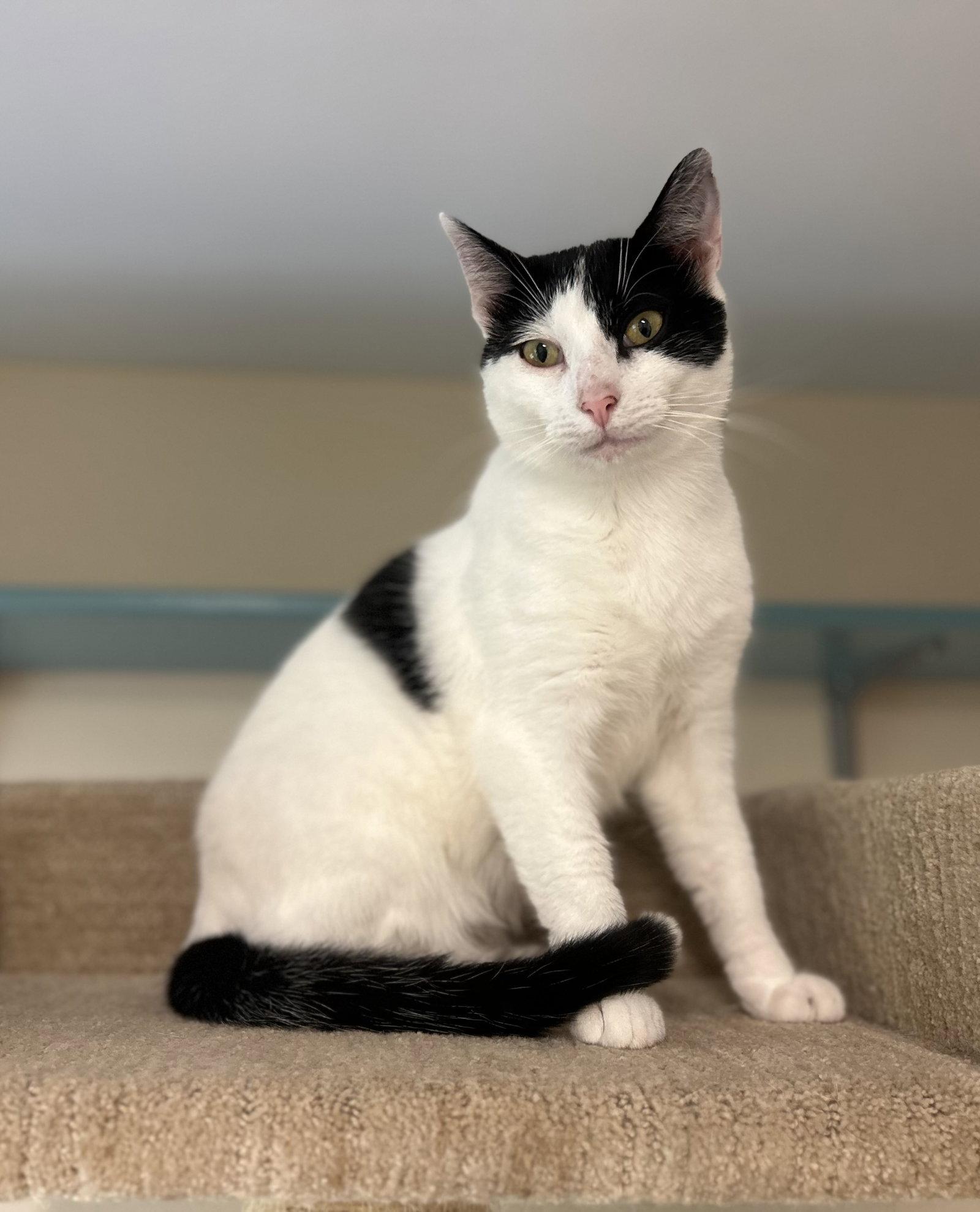 Enlarge Jax, a Adoptable Domestic Short Hair in Arlington, VT image 3/3