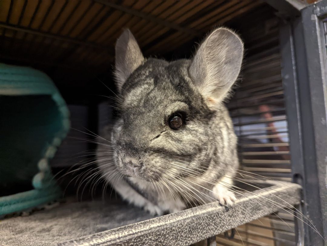 Marceline, a Adoptable Chinchilla in Fountain Valley, CA image 1/10