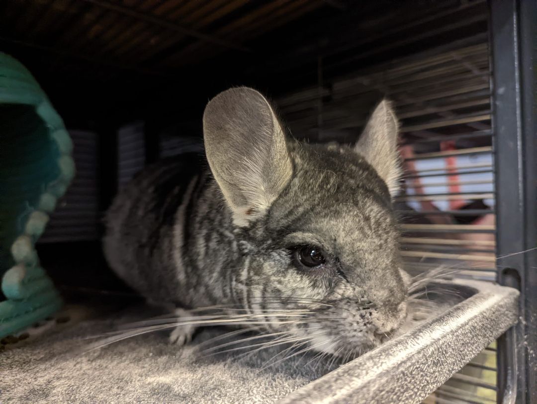 Marceline, a Adoptable Chinchilla in Fountain Valley, CA image 2/10