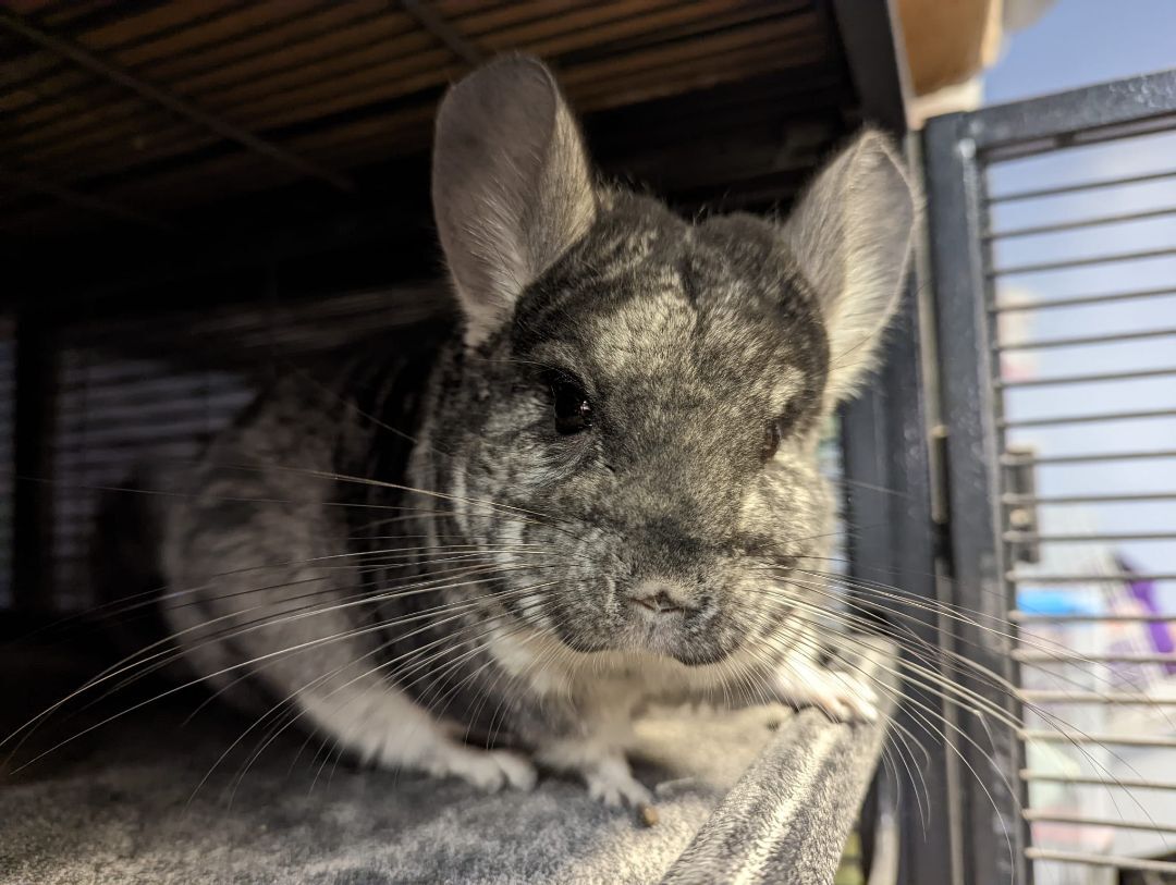 Marceline, a Adoptable Chinchilla in Fountain Valley, CA image 3/10