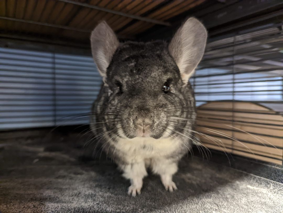 Marceline, a Adoptable Chinchilla in Fountain Valley, CA image 4/10