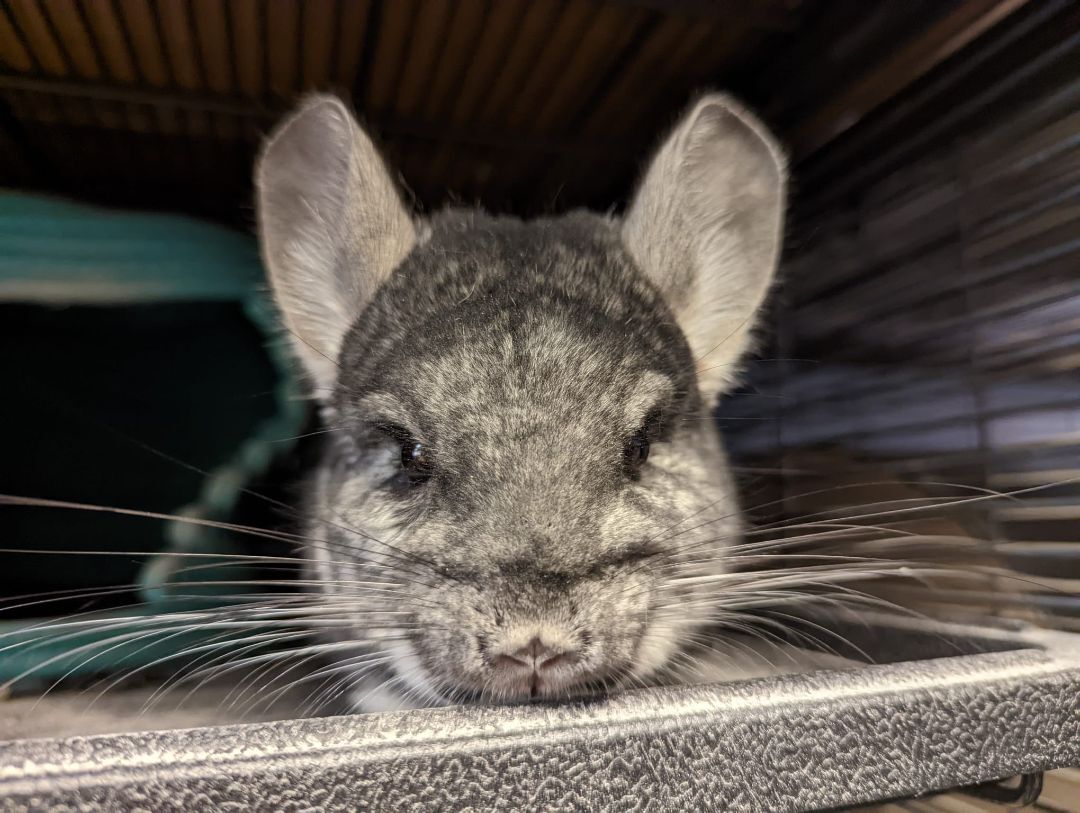 Marceline, a Adoptable Chinchilla in Fountain Valley, CA image 5/10
