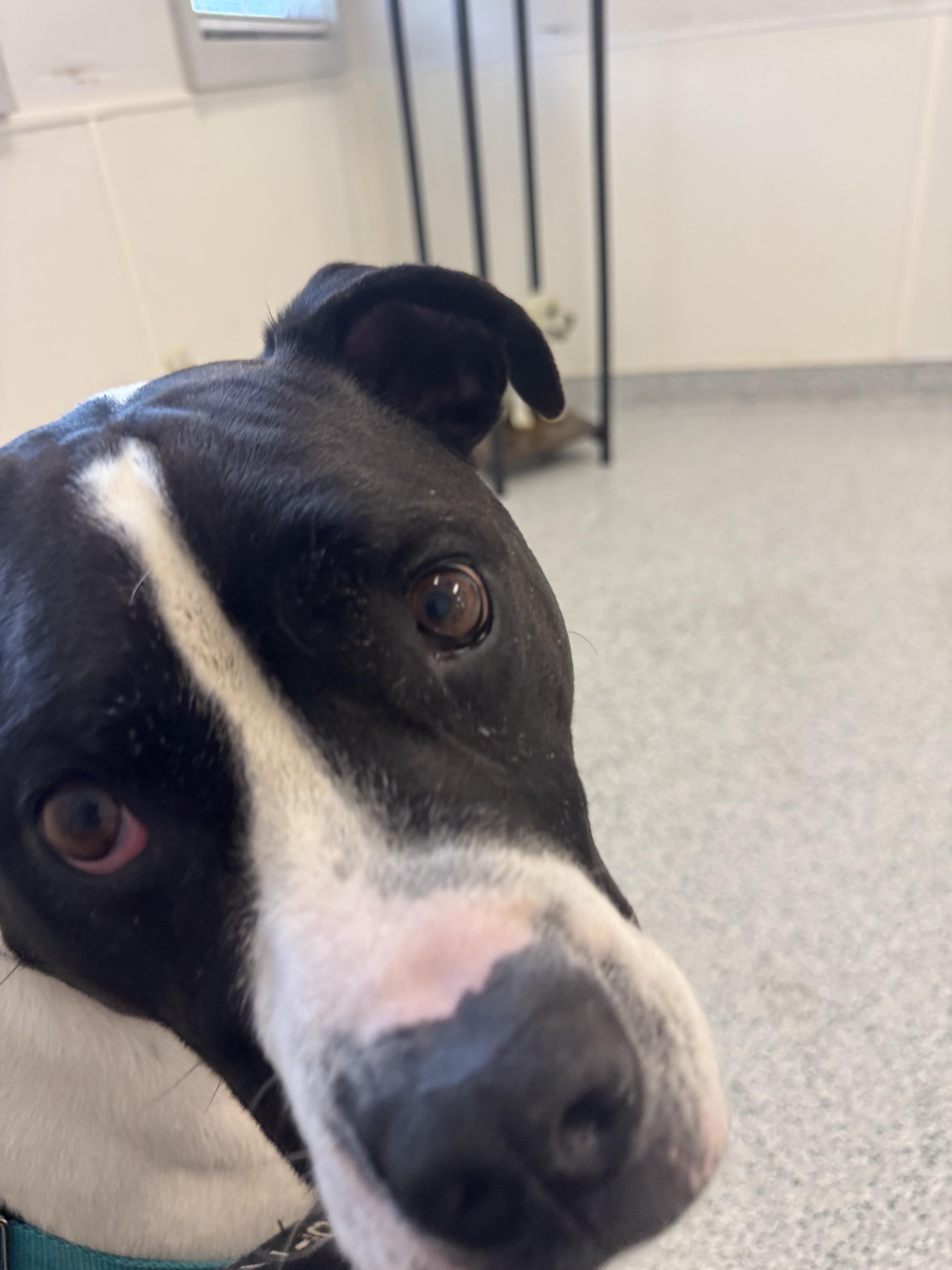 Jangers, Adoptable, Adult Male Pit Bull Terrier.
