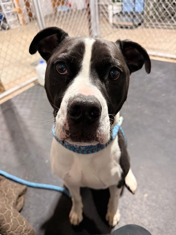 Enlarge Jangers, a Adoptable Pit Bull Terrier in Dillsburg, PA image 1/5