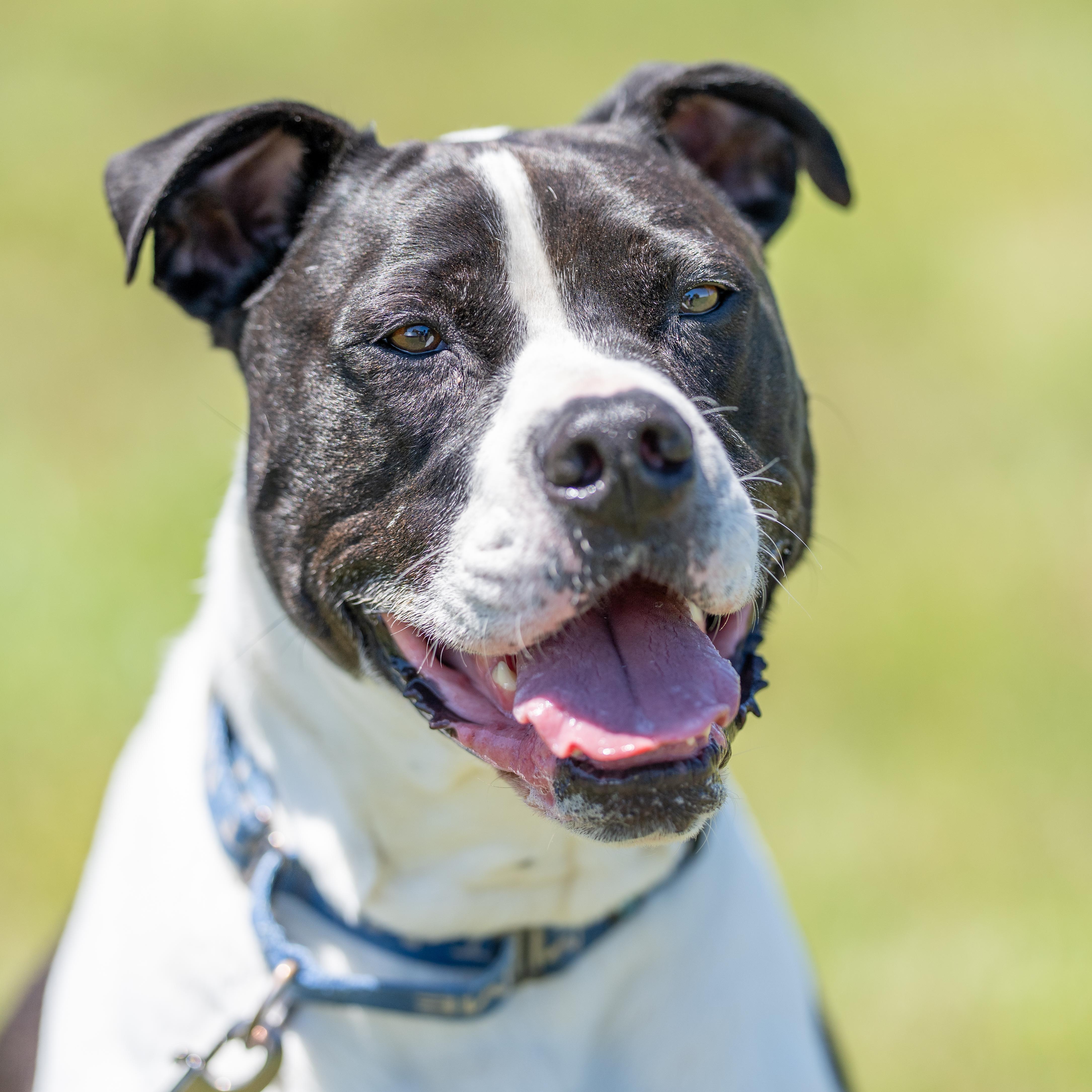 Enlarge Jangers, a Adoptable Pit Bull Terrier in Dillsburg, PA image 3/6