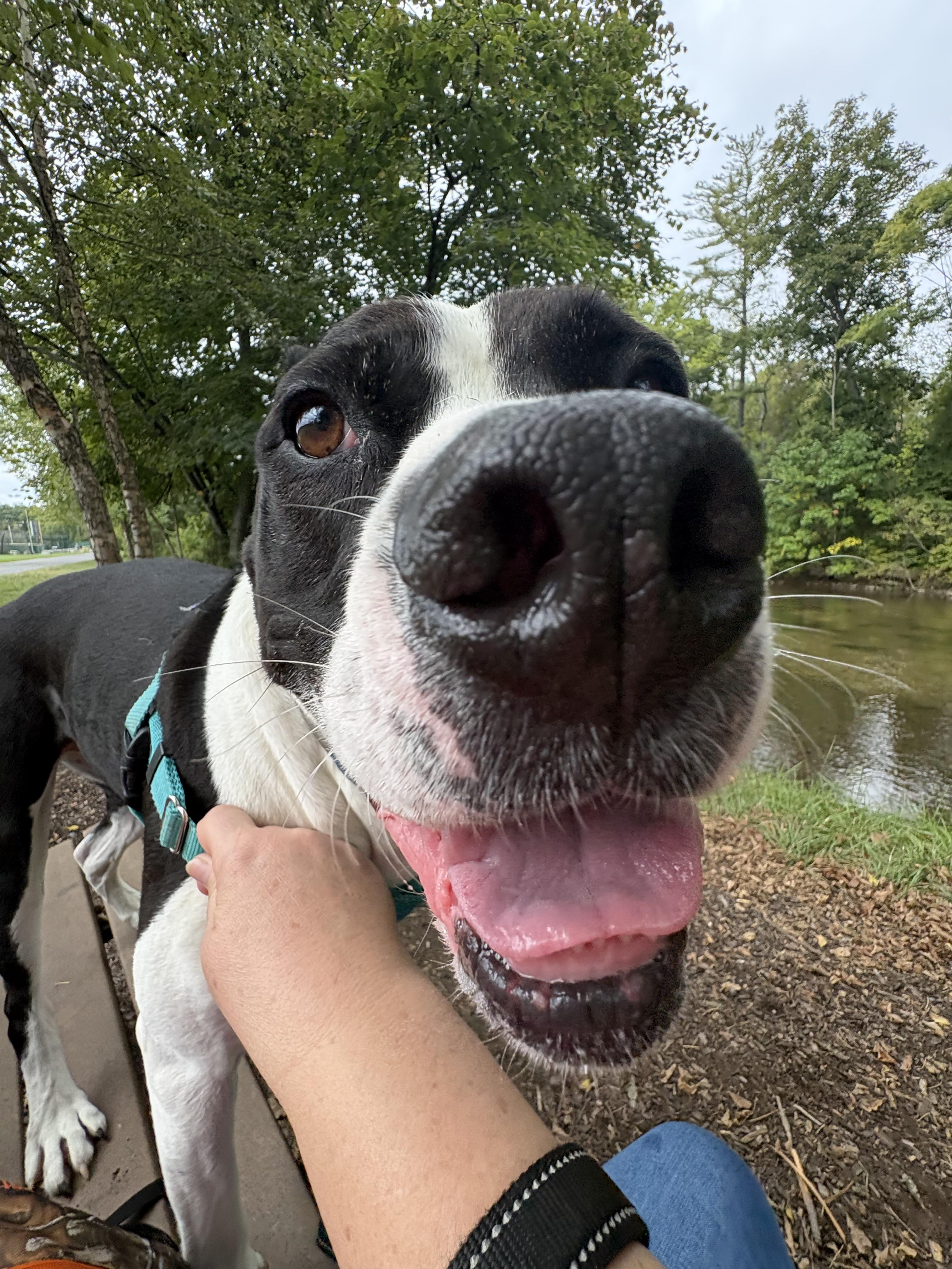Enlarge Jangers, a Adoptable Pit Bull Terrier in Dillsburg, PA image 4/6