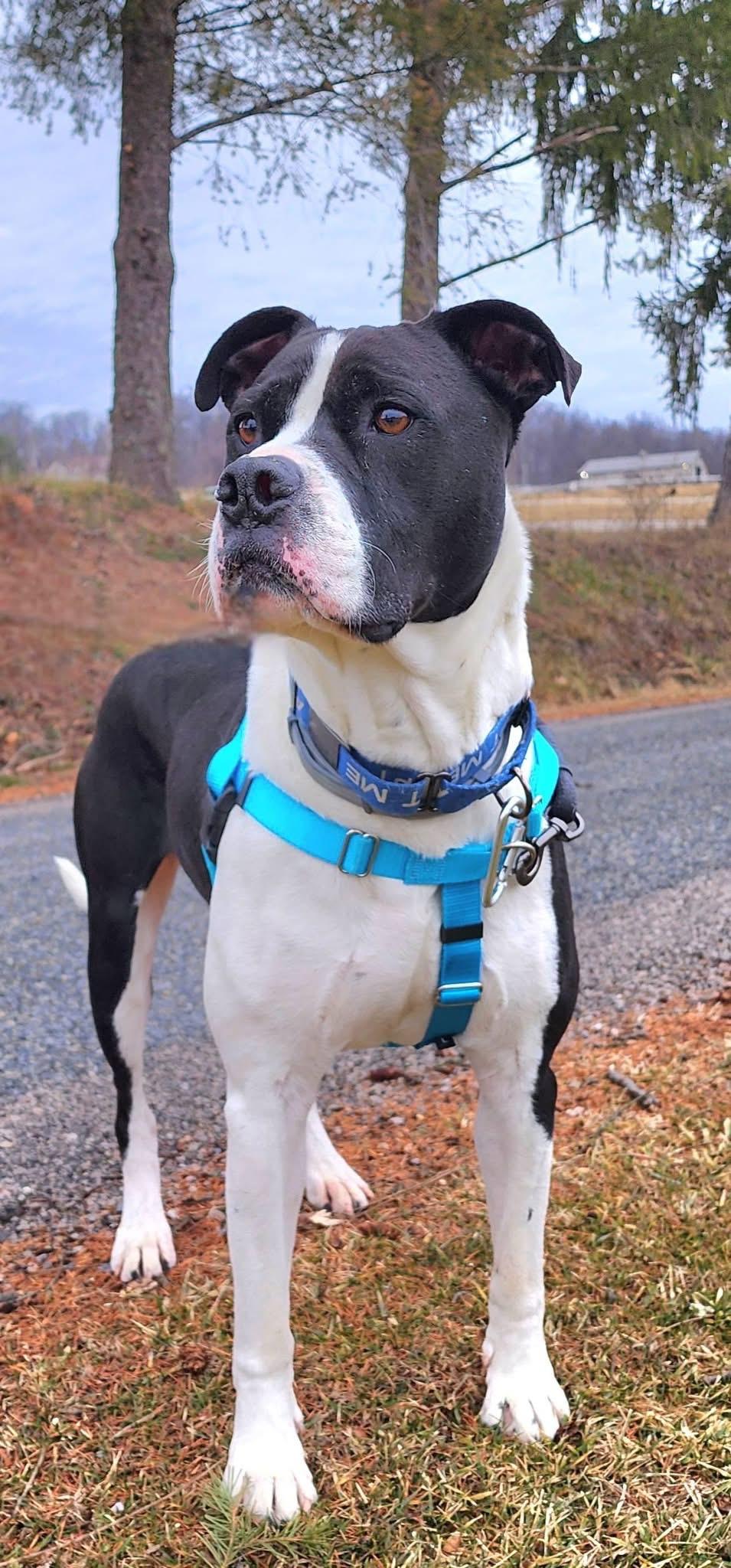 Enlarge Jangers, a Adoptable Pit Bull Terrier in Dillsburg, PA image 2/5