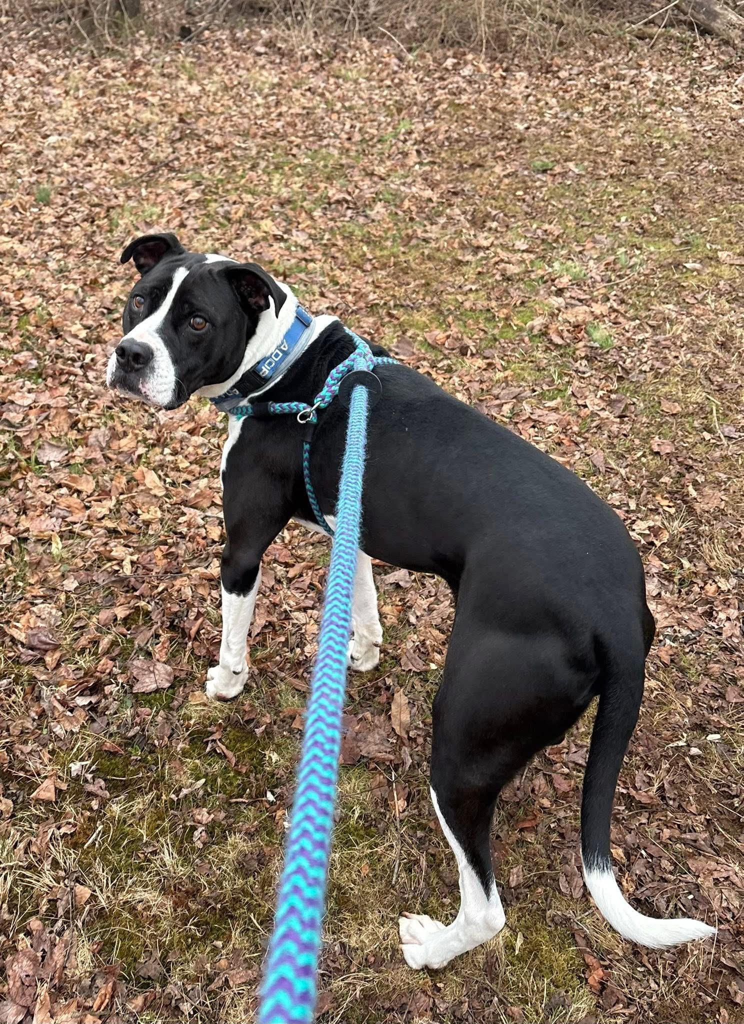 Enlarge Jangers, a Adoptable Pit Bull Terrier in Dillsburg, PA image 3/5