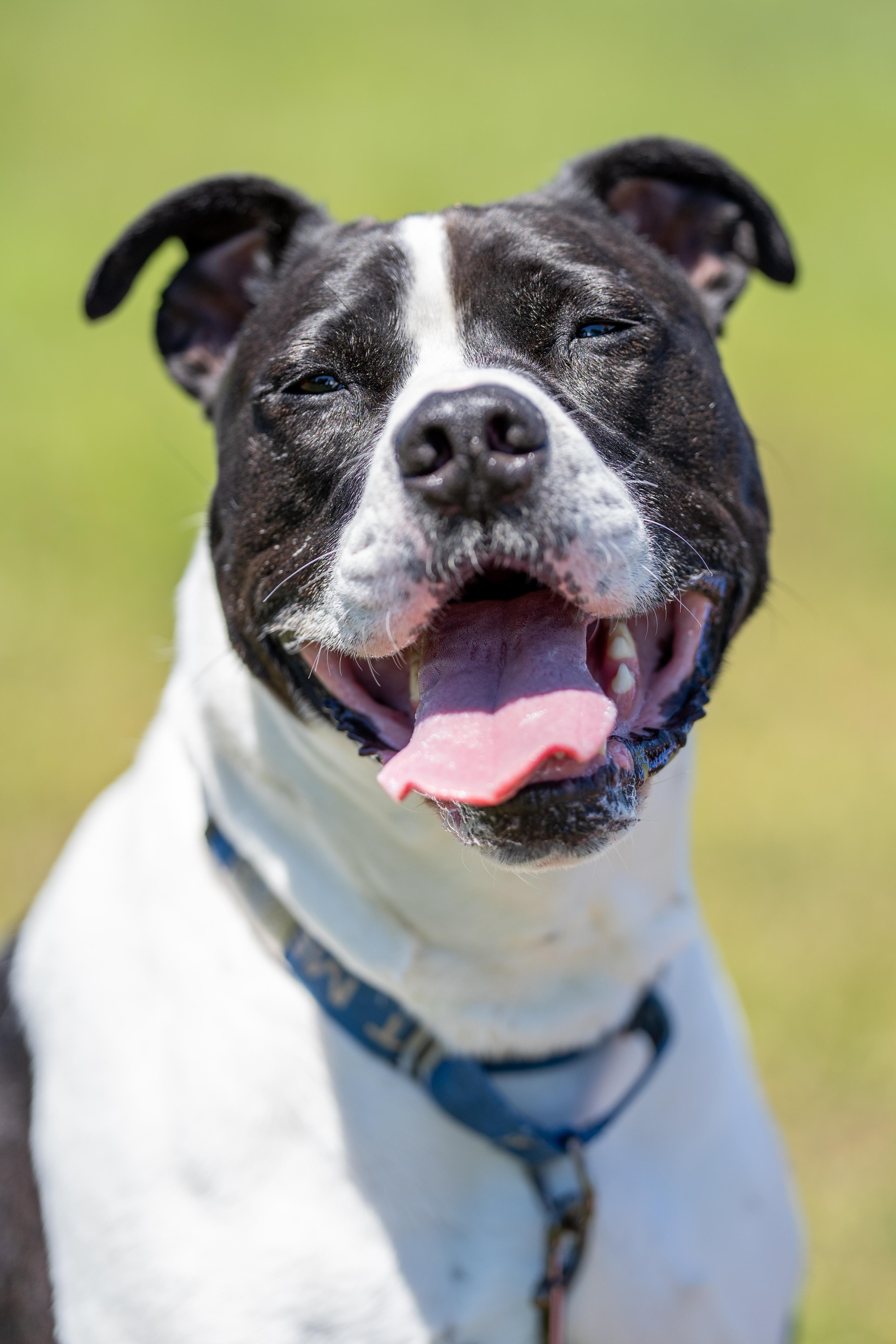 Jangers, a Adoptable Pit Bull Terrier in Dillsburg, PA image 4/6