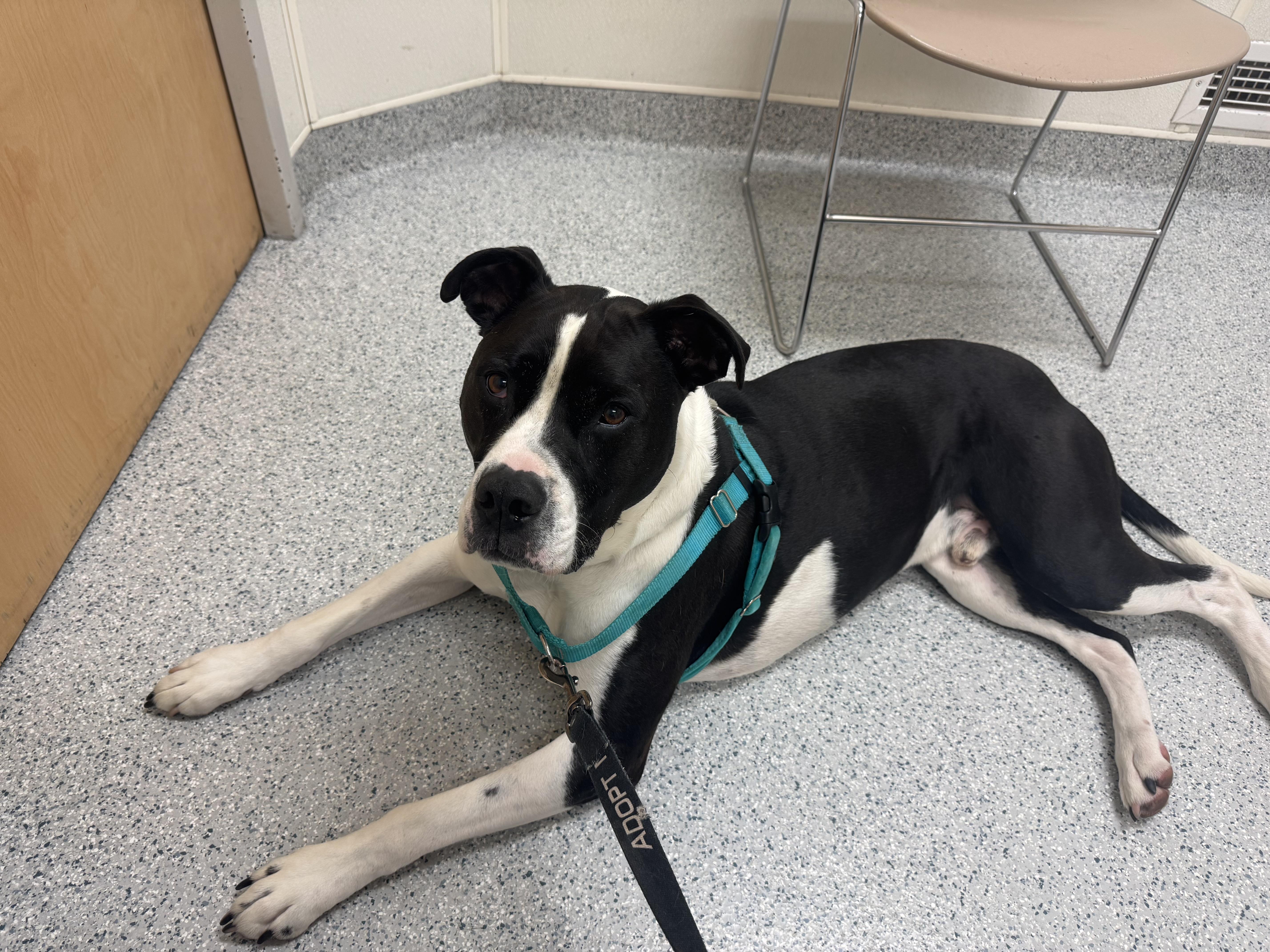 Enlarge Jangers, a Adoptable Pit Bull Terrier in Dillsburg, PA image 5/6