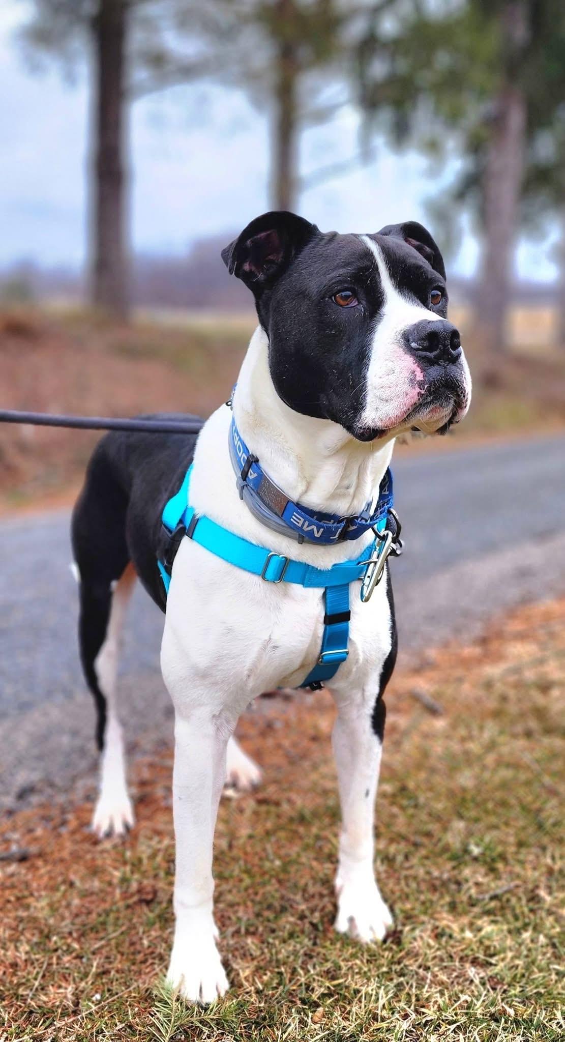 Enlarge Jangers, a Adoptable Pit Bull Terrier in Dillsburg, PA image 4/5