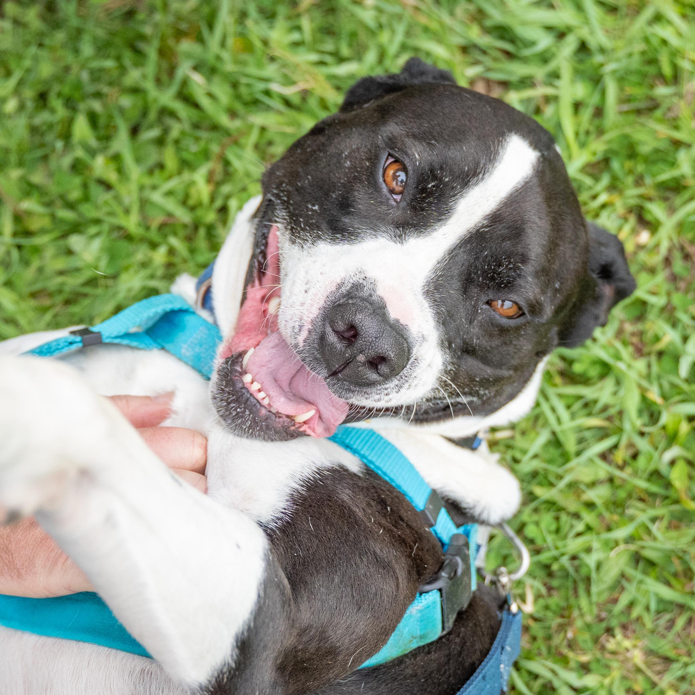 Enlarge Jangers, a Adoptable Pit Bull Terrier in Dillsburg, PA image 5/6