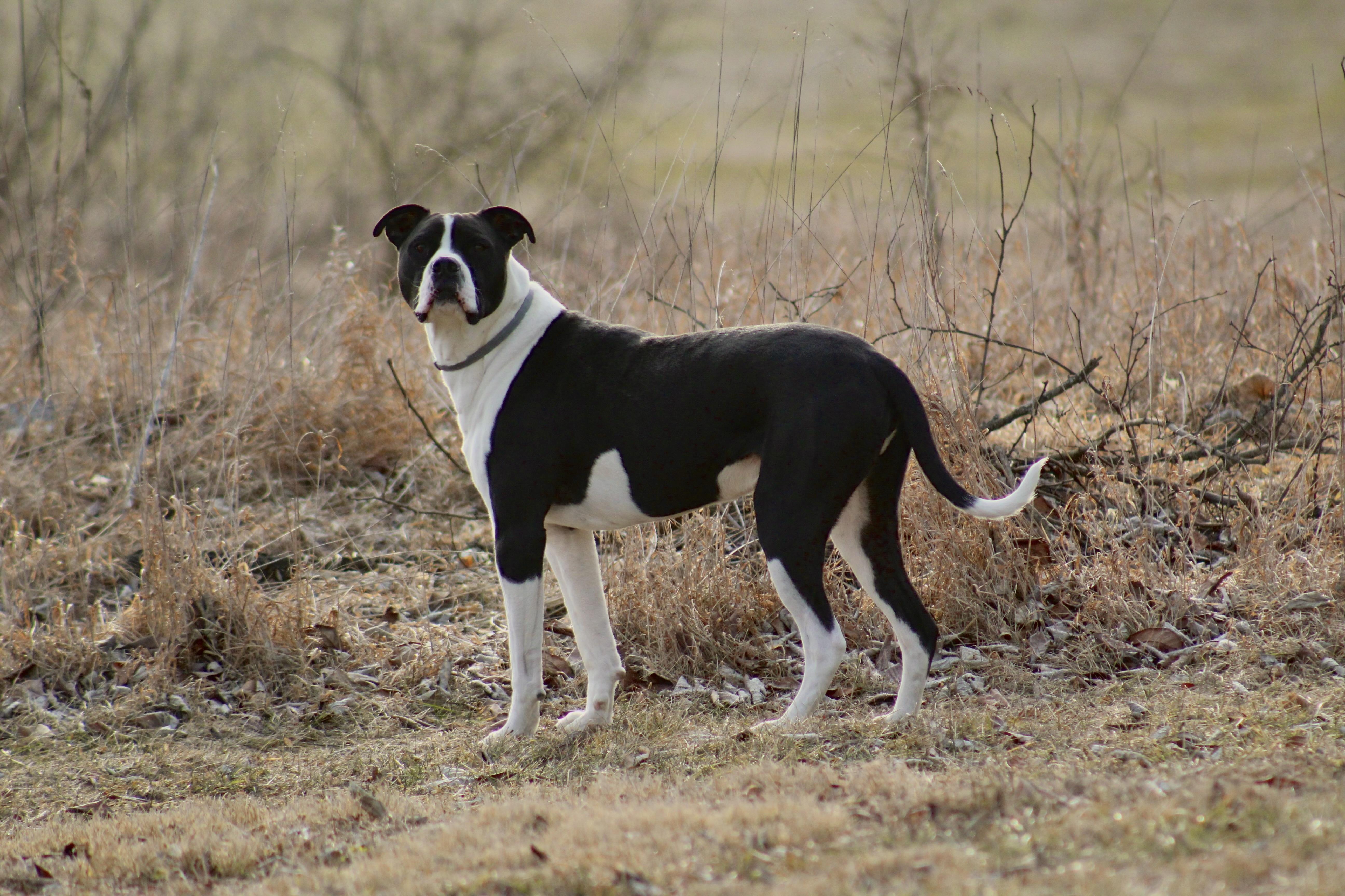 Enlarge Jangers, a Adoptable Pit Bull Terrier in Dillsburg, PA image 5/5