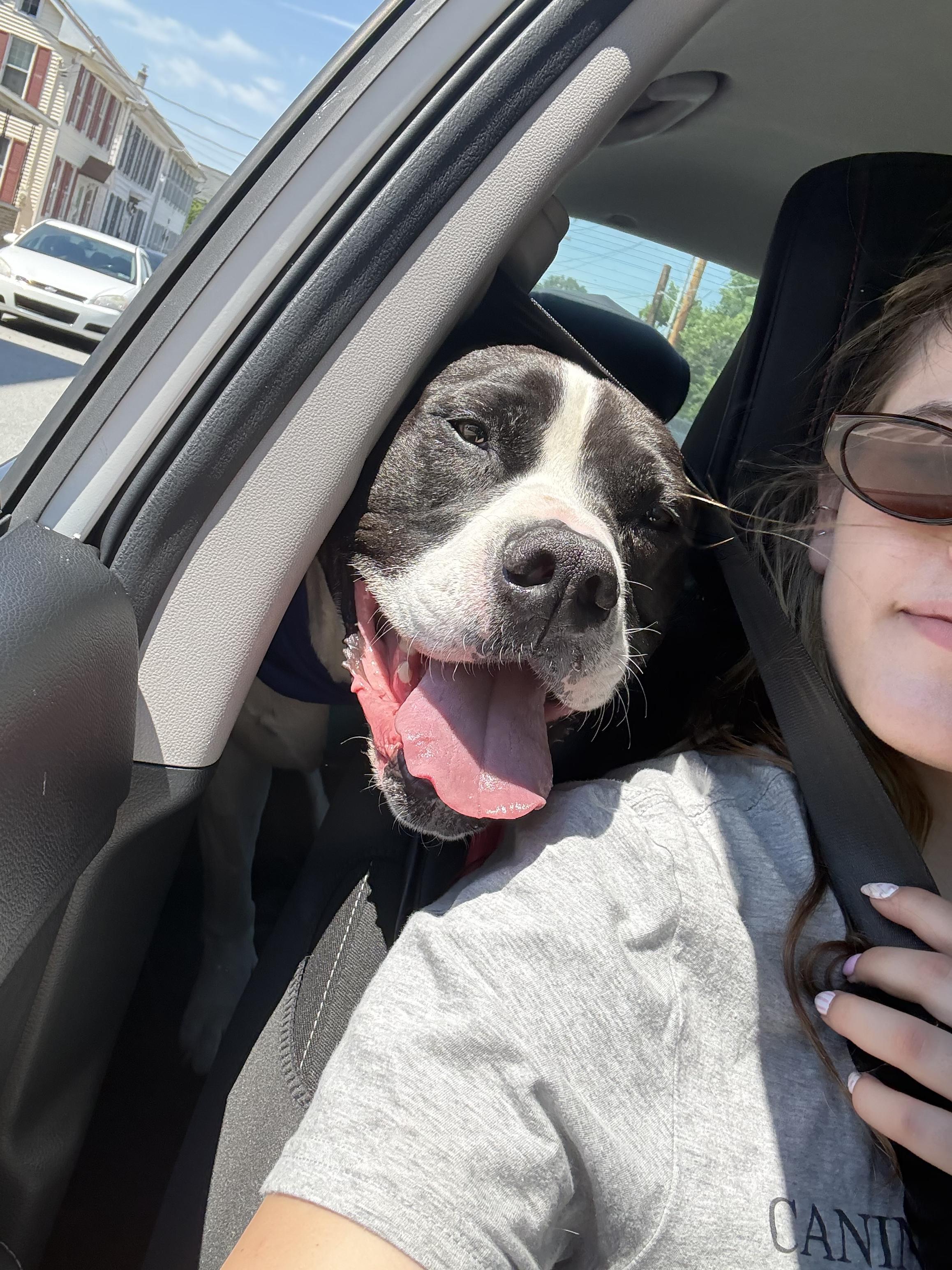 Enlarge Jangers, a Adoptable Pit Bull Terrier in Dillsburg, PA image 6/6