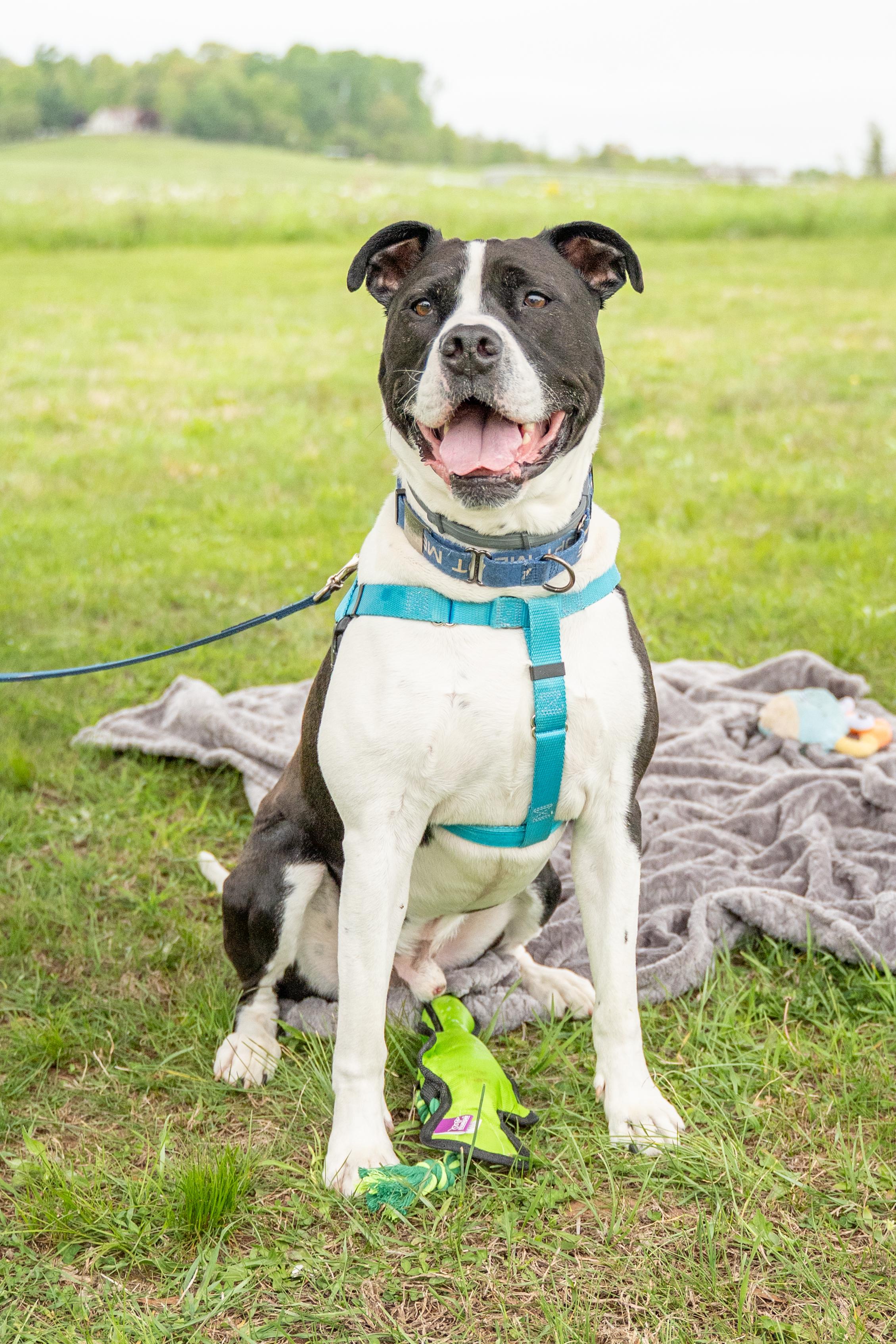 Enlarge Jangers, a Adoptable Pit Bull Terrier in Dillsburg, PA image 6/6