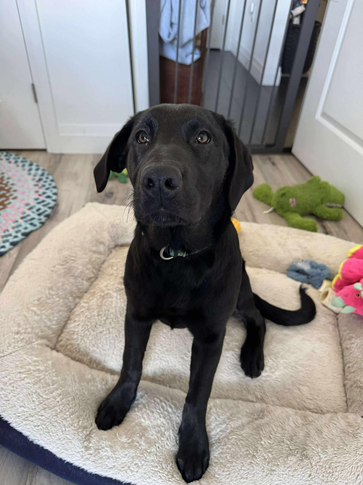 Willow, a ADOPTABLE mixed breed in London, ON image 1/5