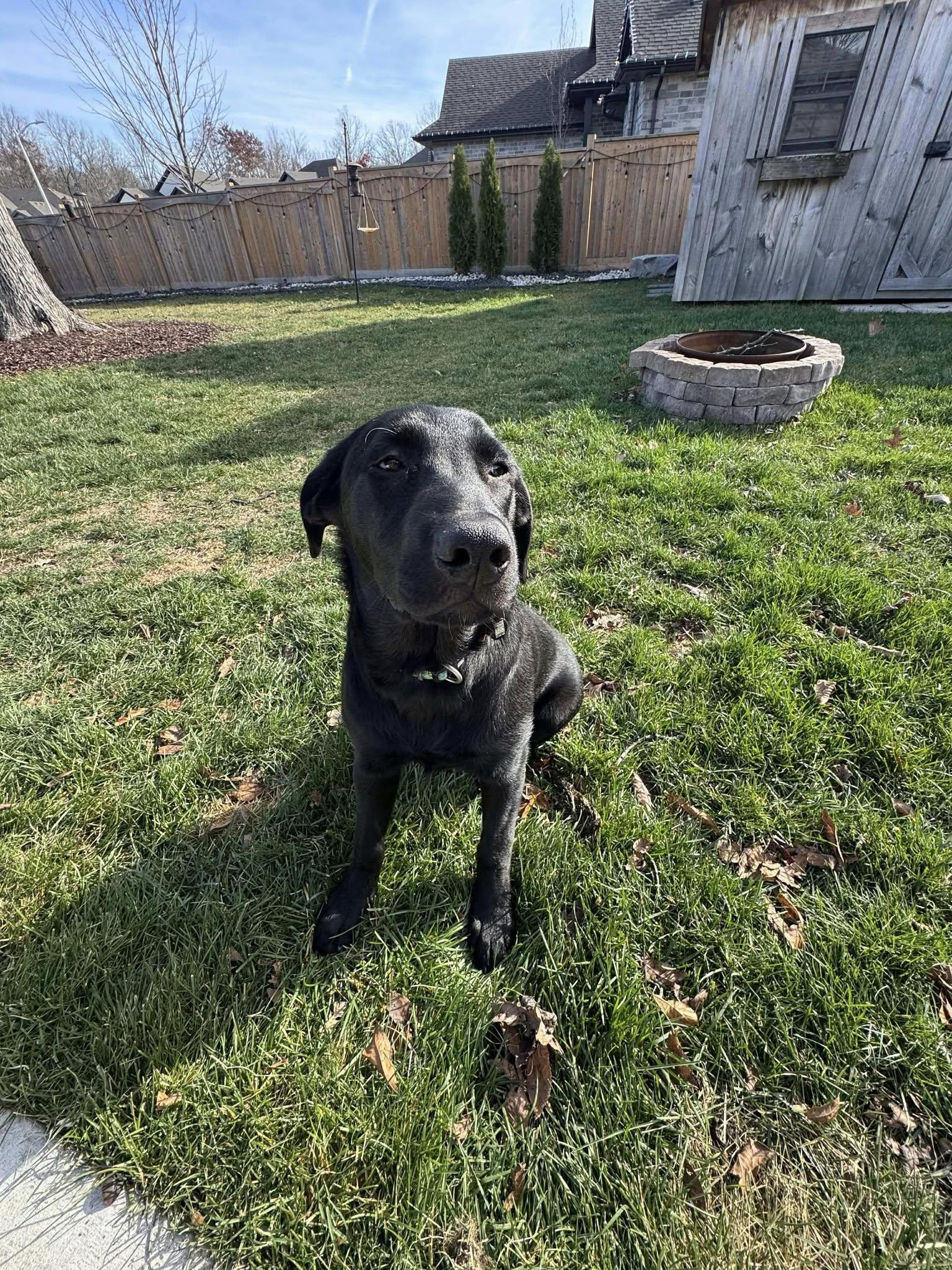 Willow, a ADOPTABLE mixed breed in London, ON image 2/5