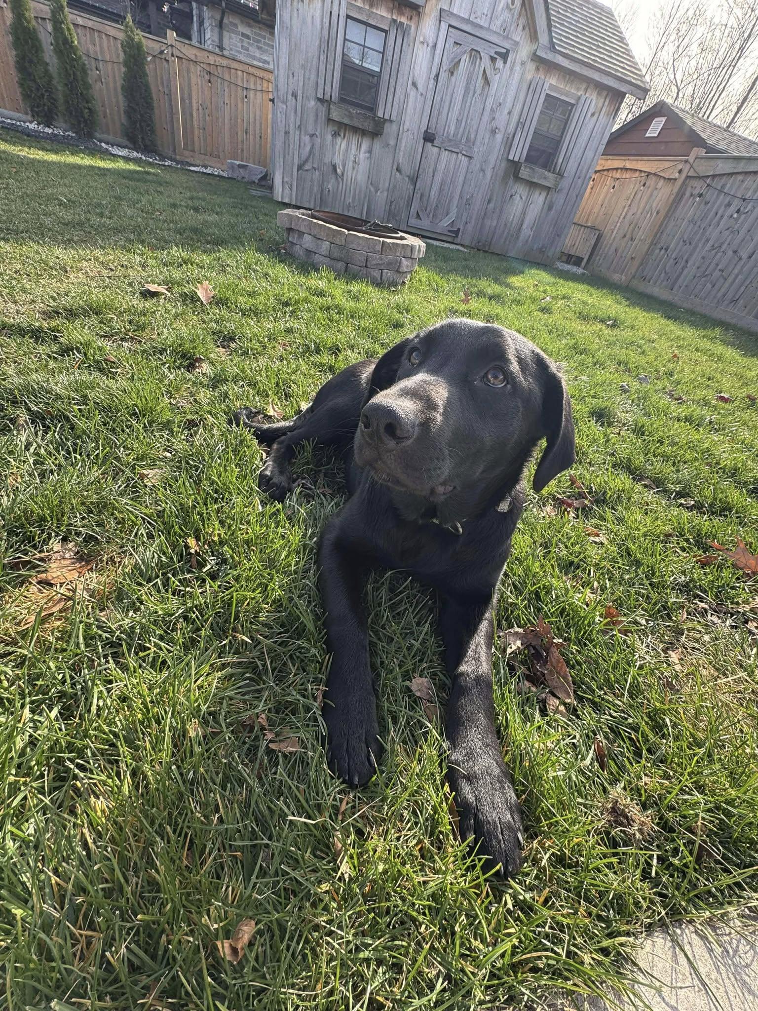 Willow, a ADOPTABLE mixed breed in London, ON image 3/5