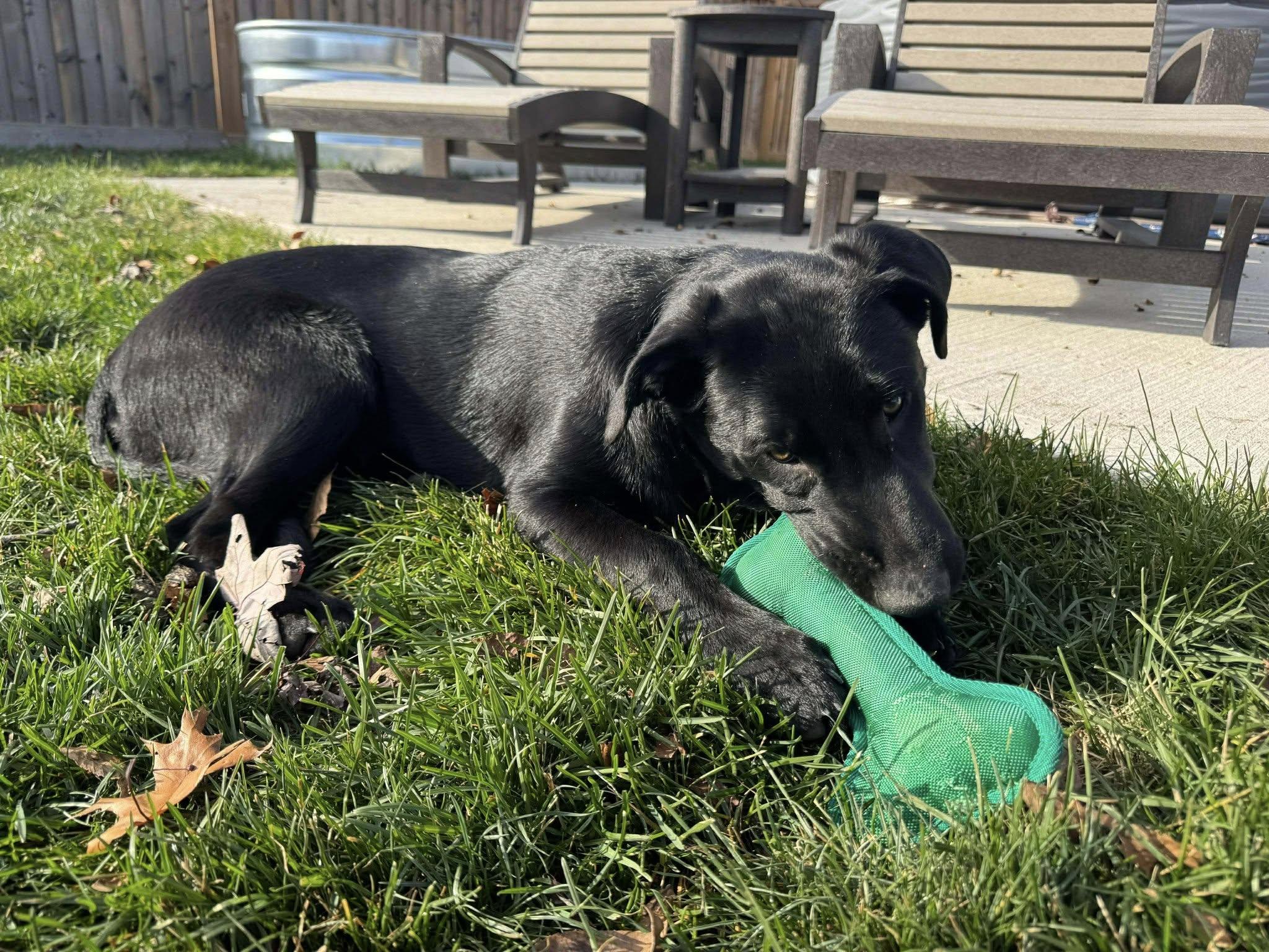 Willow, a ADOPTABLE mixed breed in London, ON image 4/5