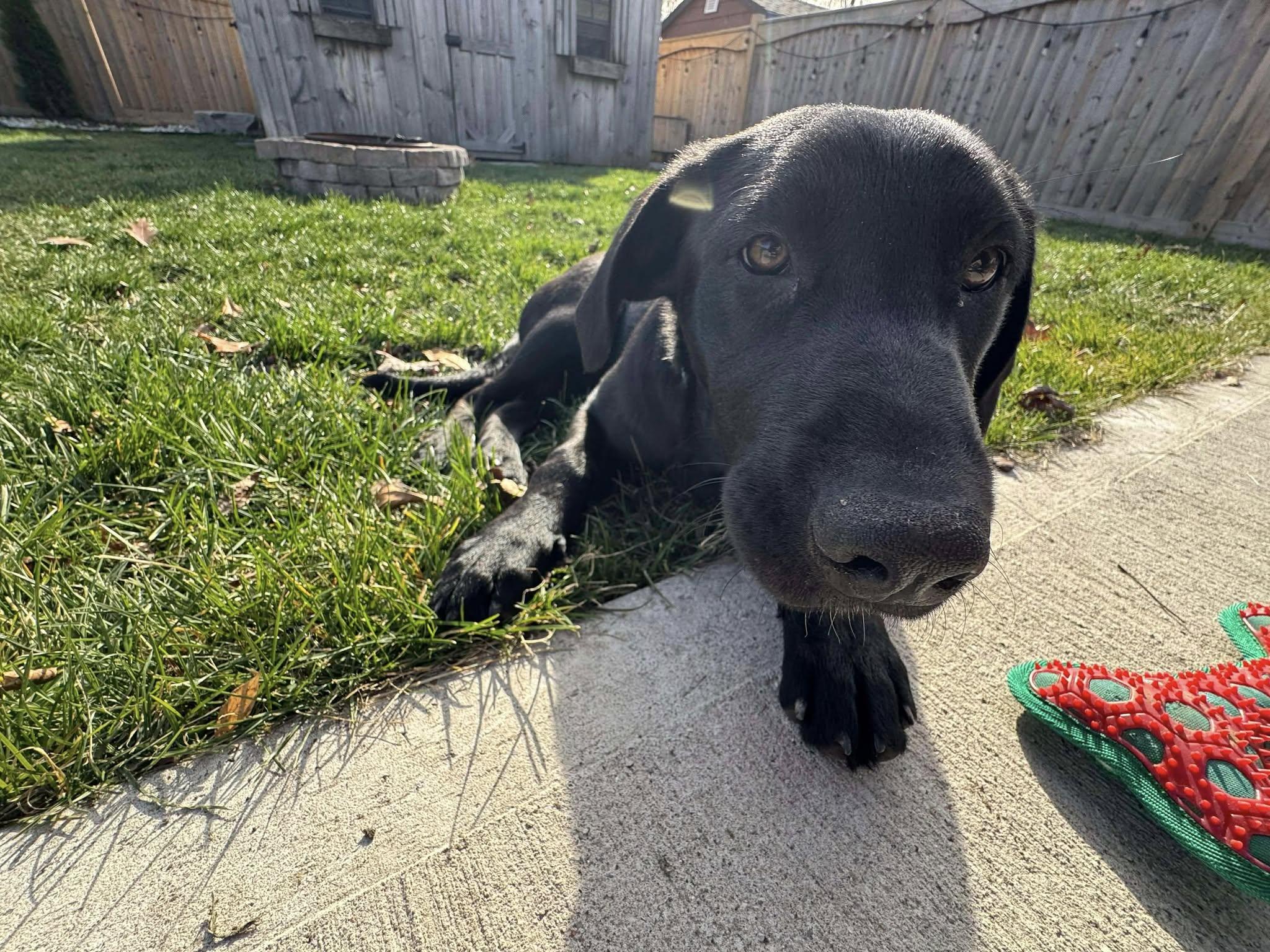 Willow, a ADOPTABLE mixed breed in London, ON image 5/5