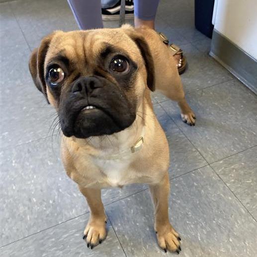 Pennie, Adoptable, Young Female Puggle.