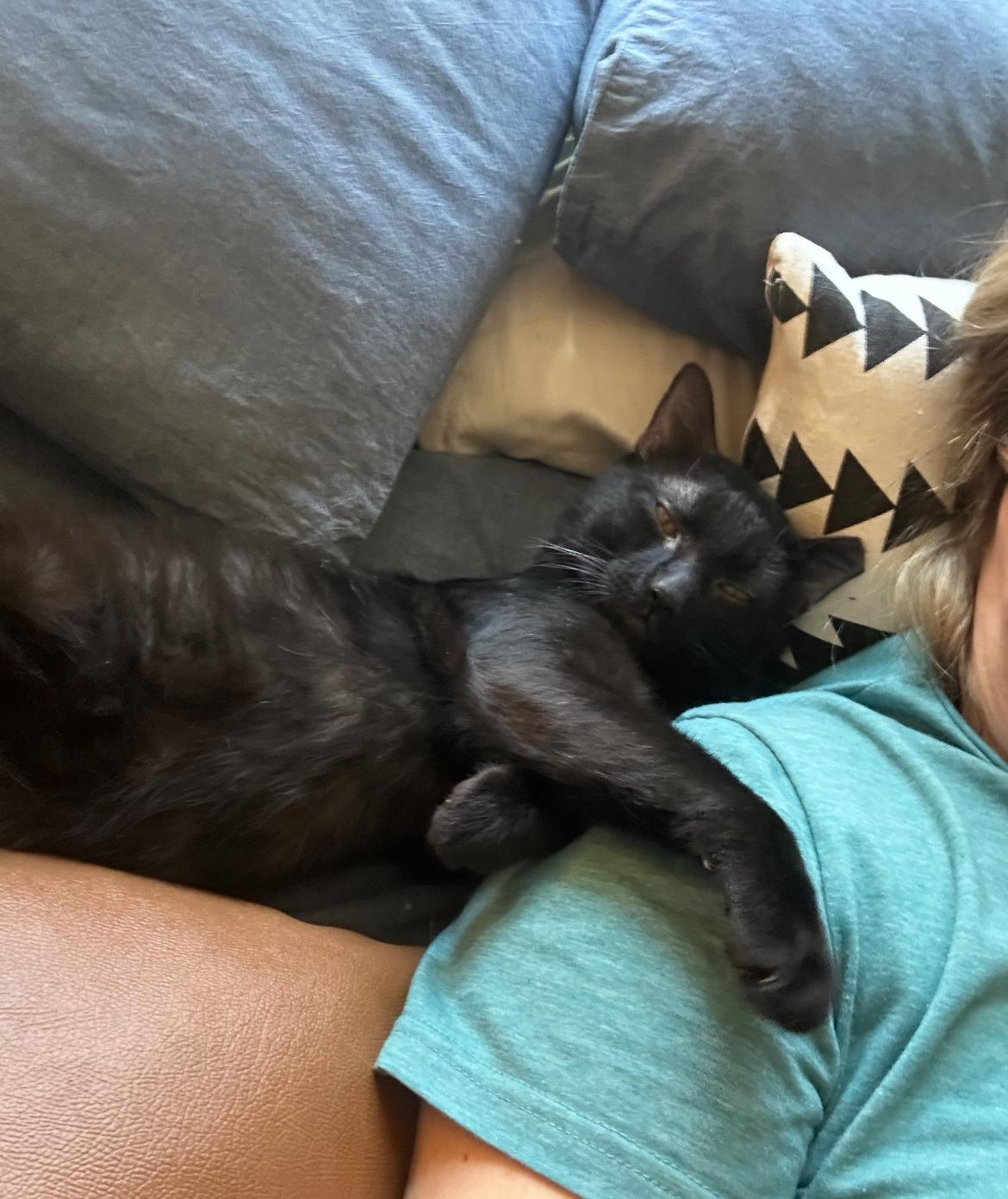 Liam , a ADOPTABLE Domestic Short Hair in Gilbert, AZ image 3/4