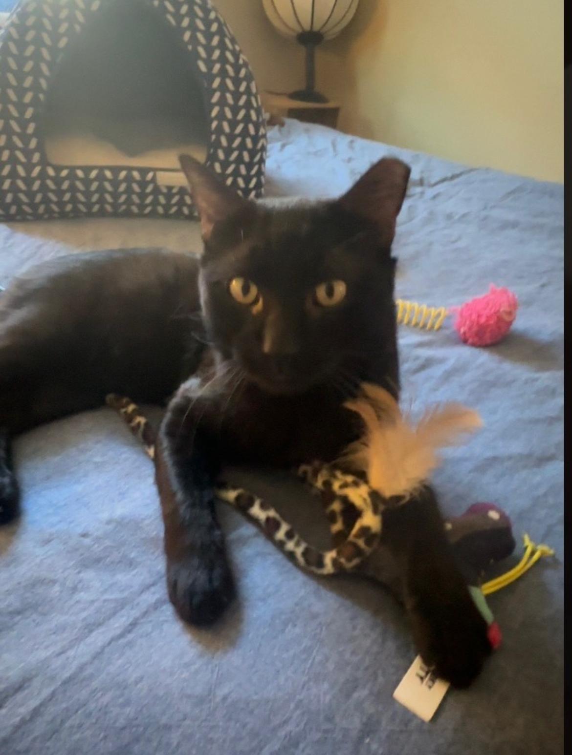 Liam , ADOPTABLE, Adult Male Domestic Short Hair.