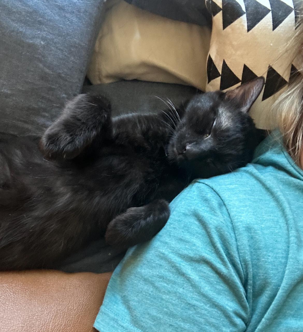 Liam , a ADOPTABLE Domestic Short Hair in Gilbert, AZ image 4/4