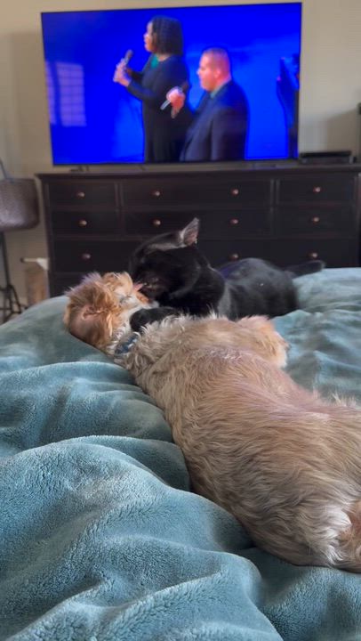 Enlarge Liam , a ADOPTABLE Domestic Short Hair in Gilbert, AZ video 2/4